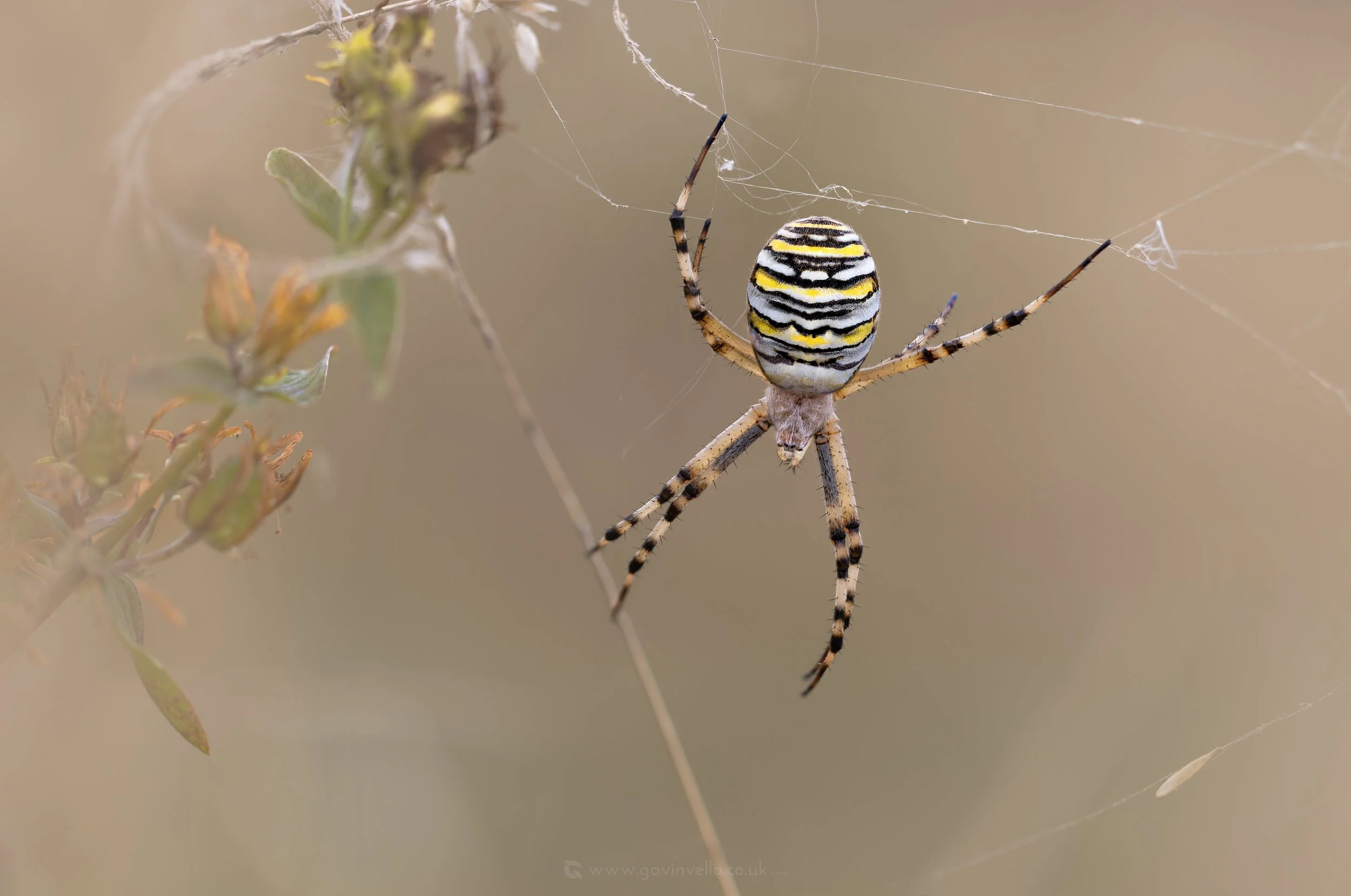 Wasp Spider Llandegfedd W_Q3A2218 copy.jpg