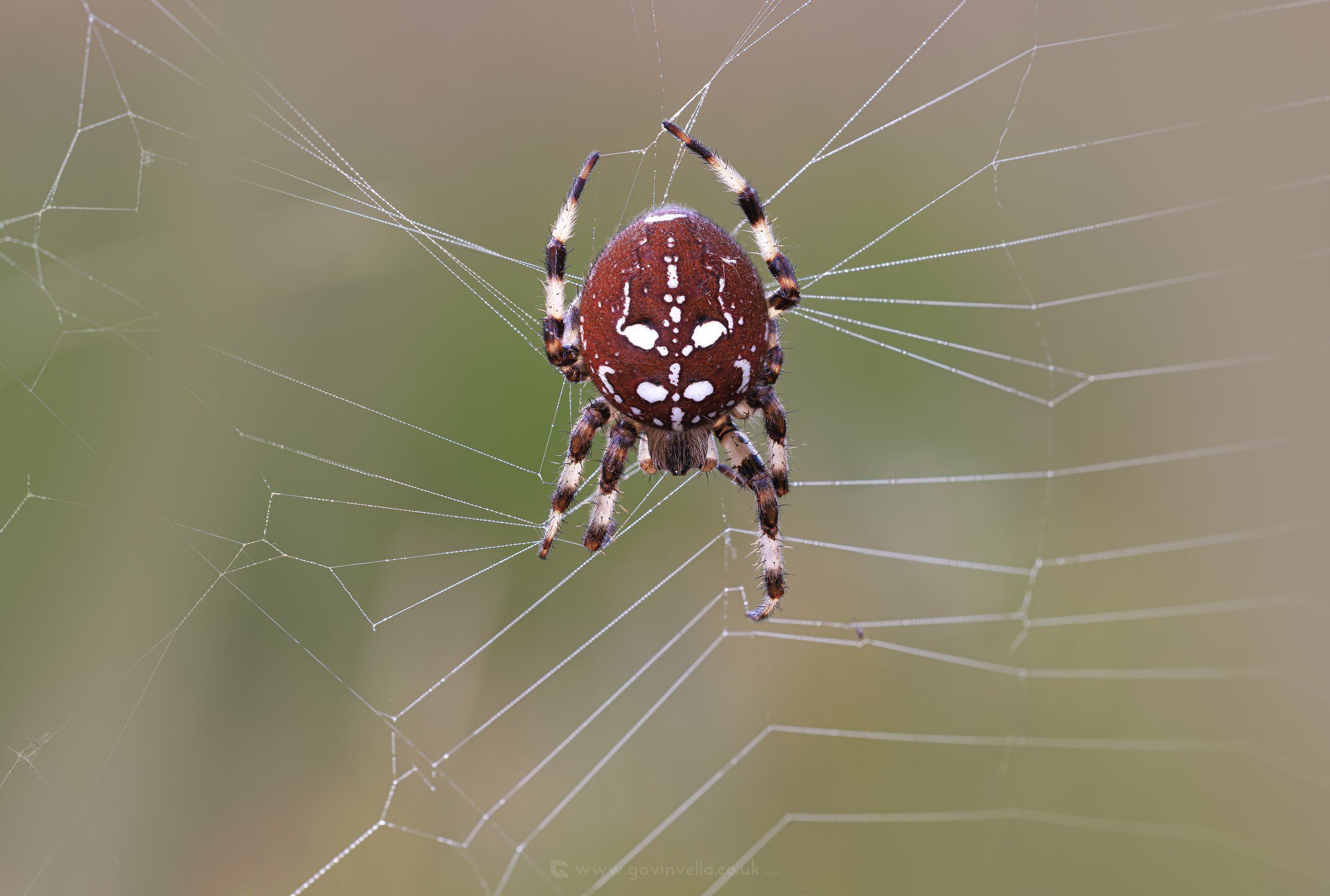 Four-spotted Orb Weaver W_Q3A1325 copy.jpg