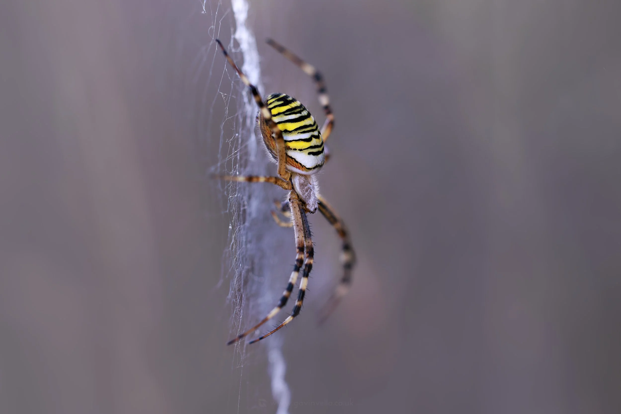 Wasp Spider Side W_Q3A8656 copy.jpg