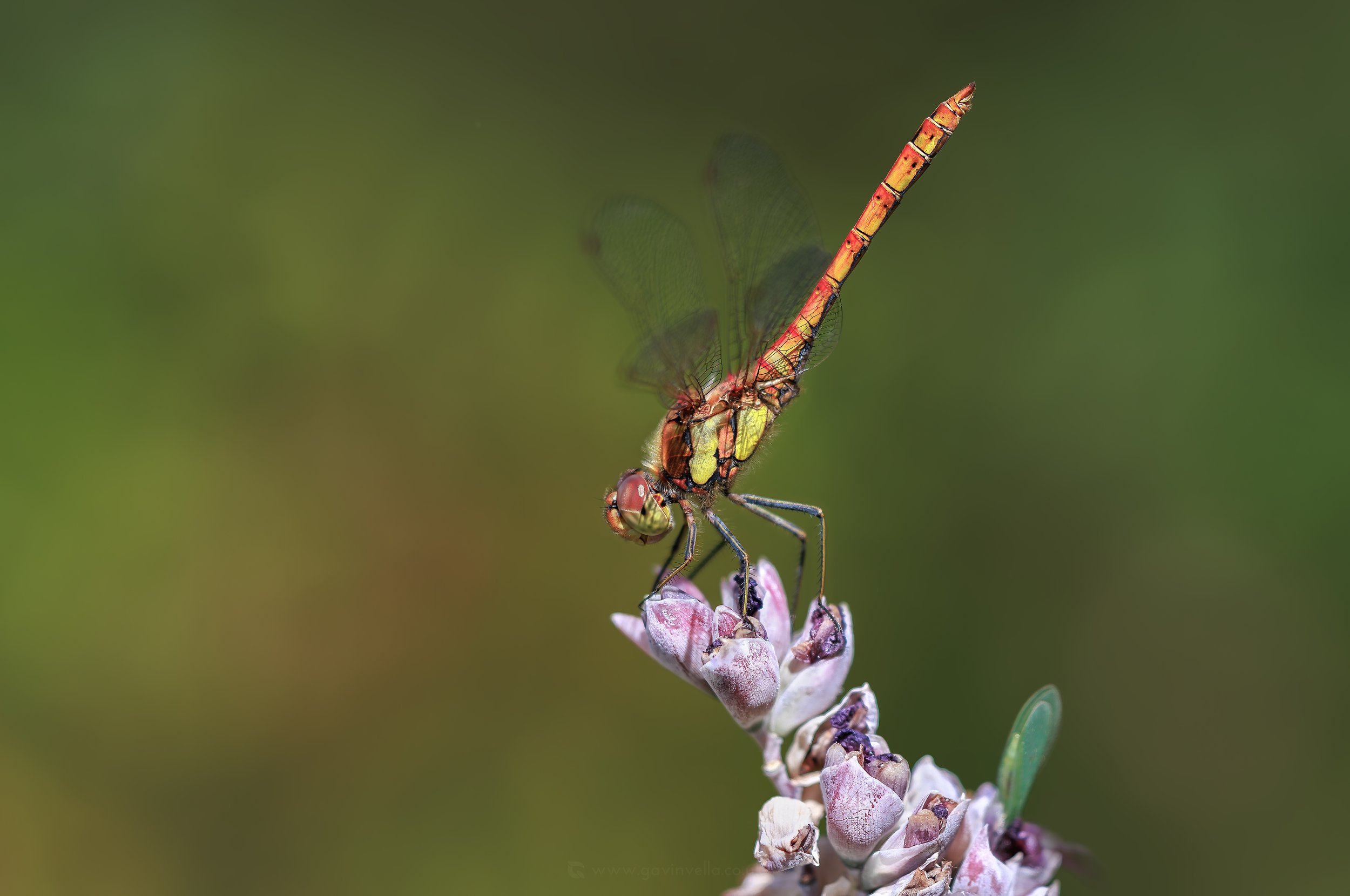 Common Darter W_Q3A7088 copy.jpg