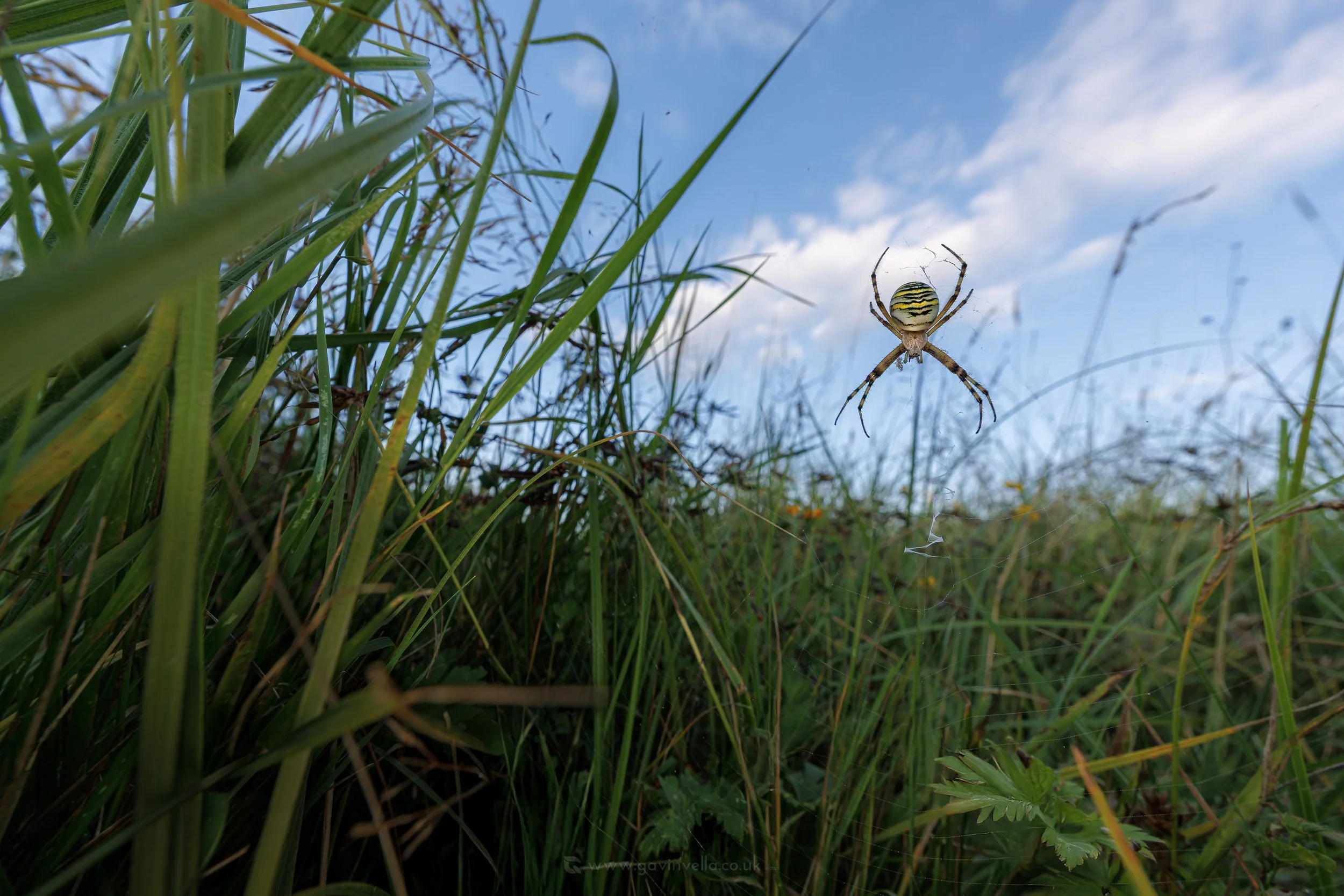 Wasp Spider Wide Angle W _Q3A7487 copy.jpg