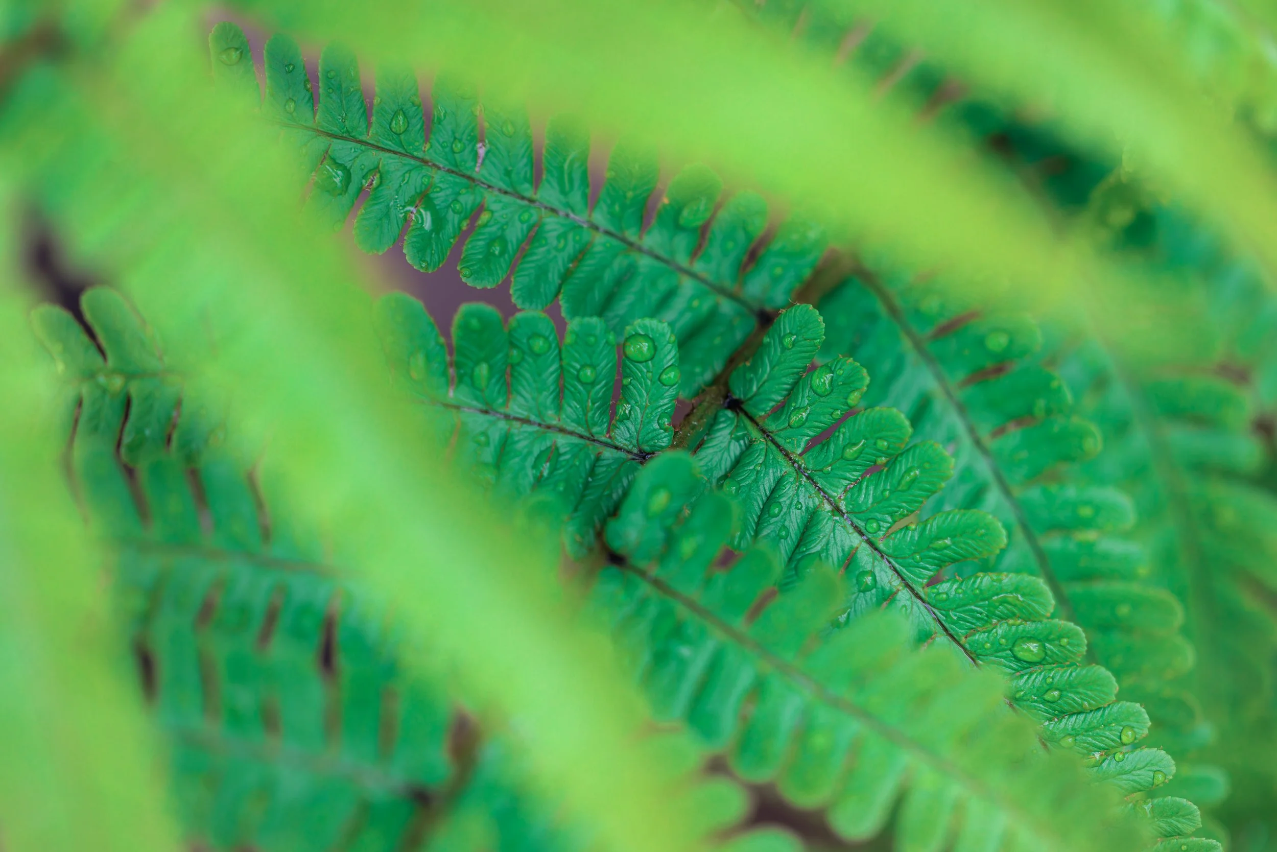 Garden Ferns after rain 