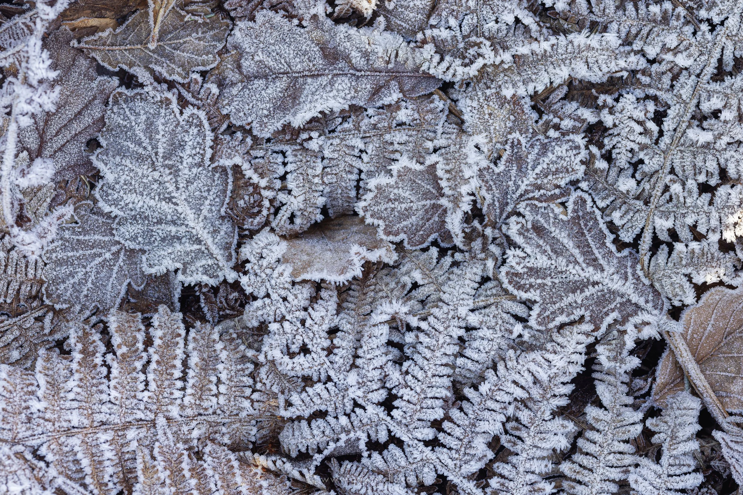 Crisp Frosty Leaf-litter 