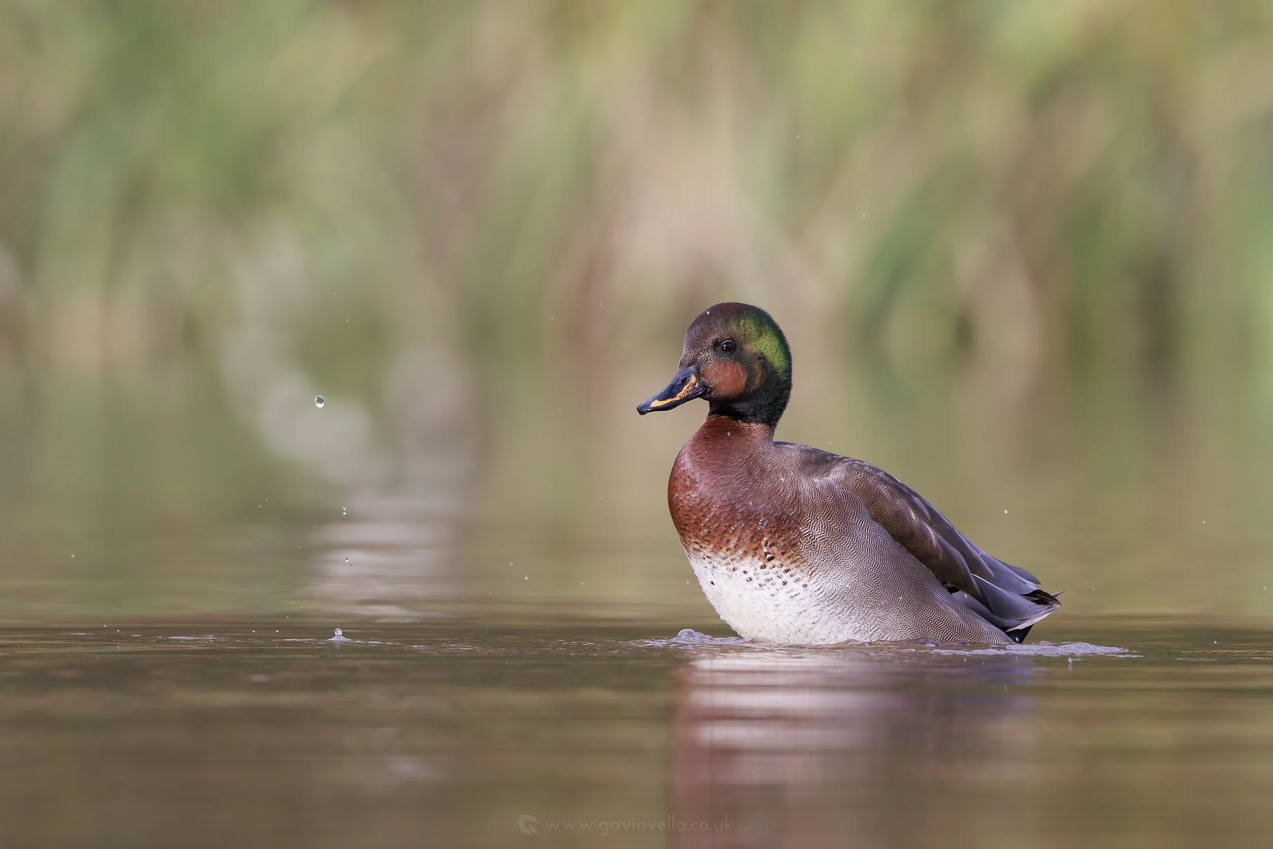 Gadwall XMallard W_Q3A2227 copy.jpg