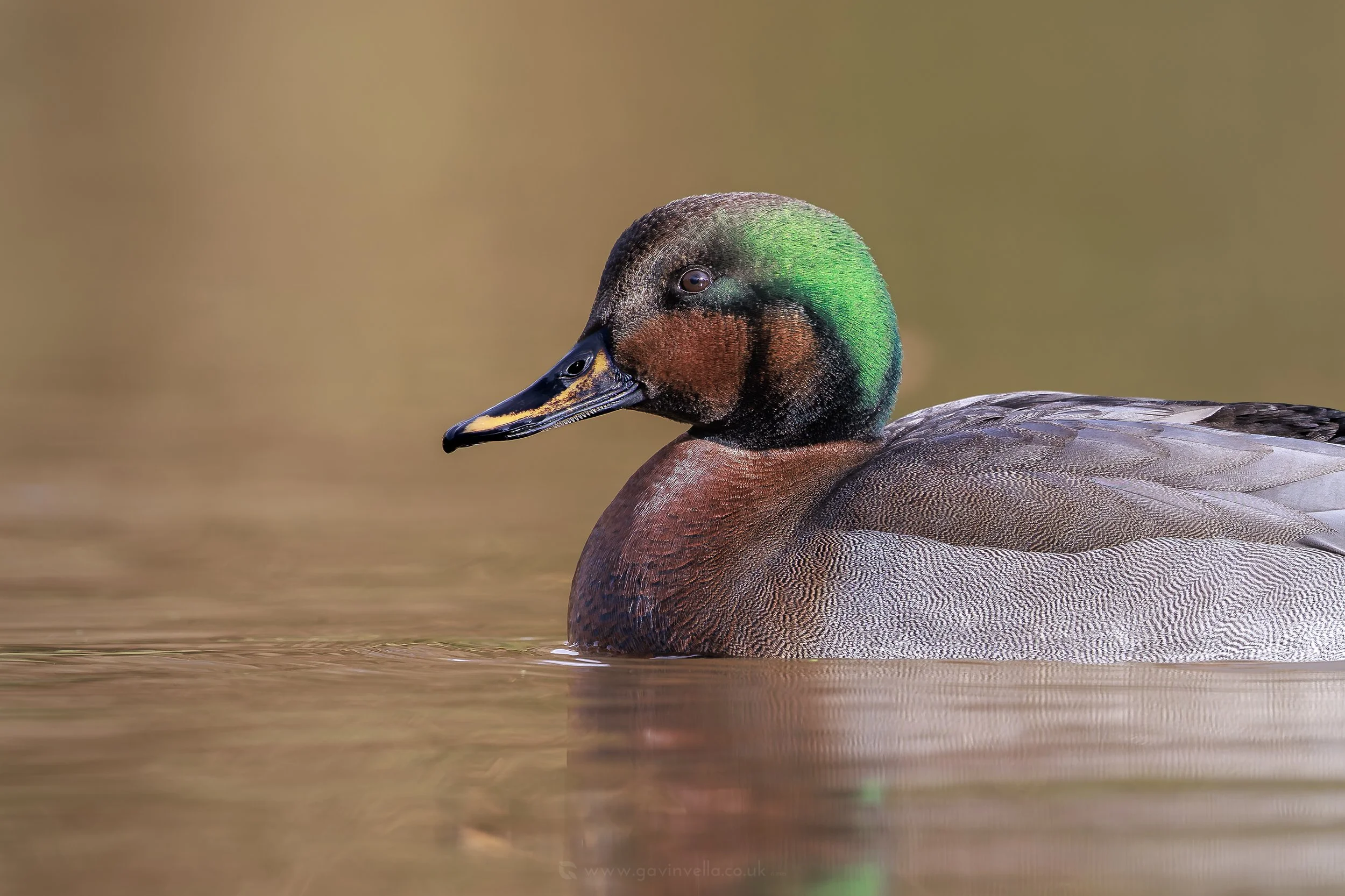 Gadwall x Mallard Hybrid WCrop_Q3A2474 copy.jpg