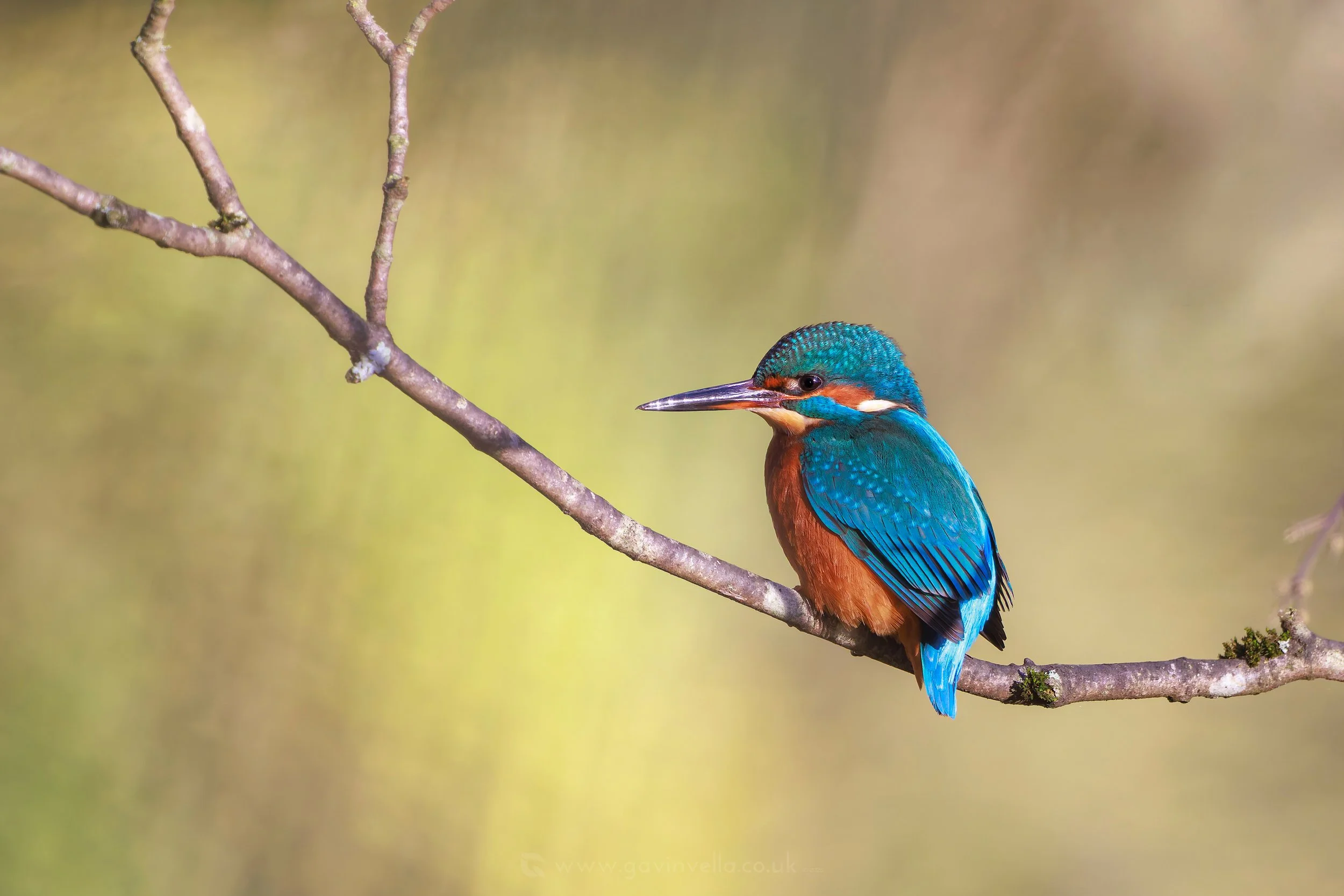 Kingfisher Tree WB_Q3A3595 copy 2.jpg