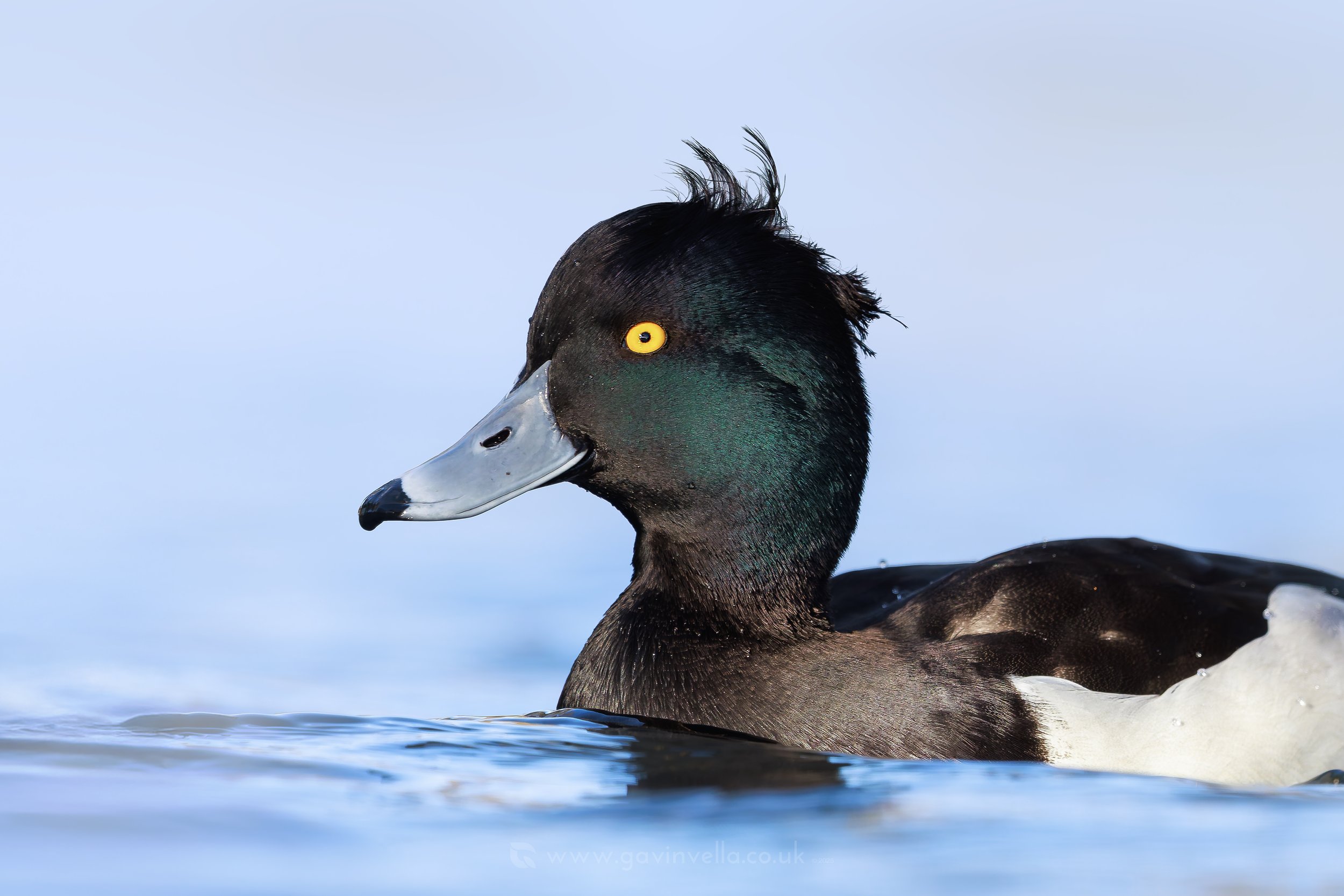 Tufted Duck Male WC_Q3A2683 copy.jpg