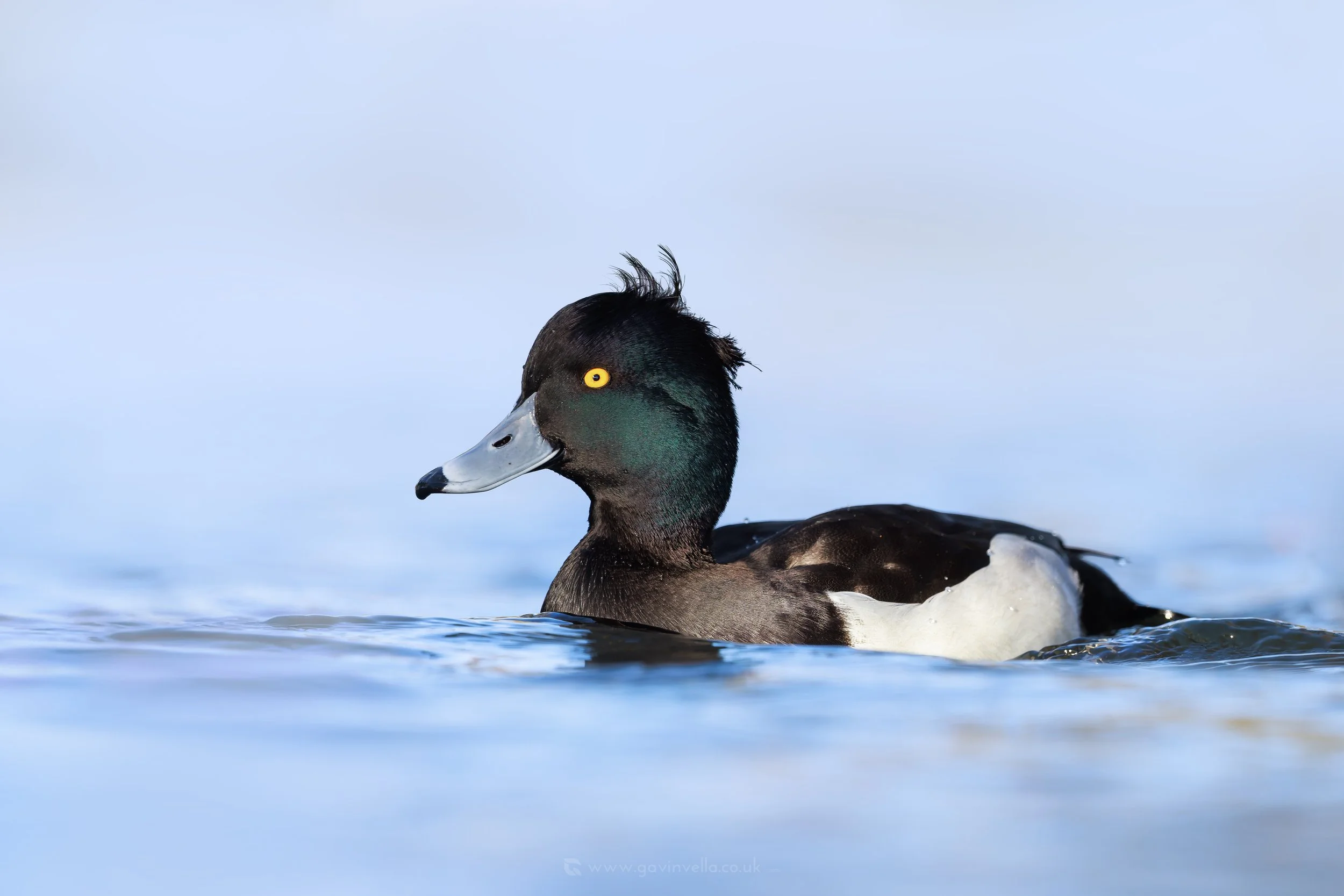 Tufted Duck Male W_Q3A2683 copy.jpg