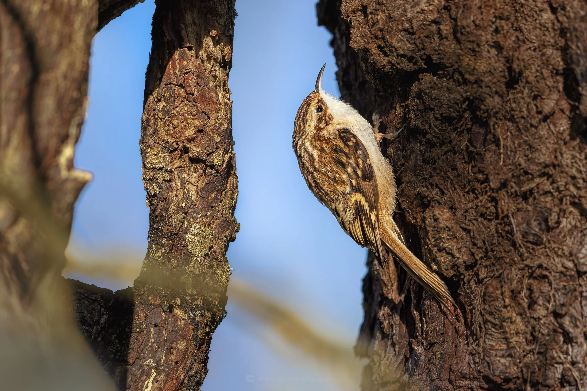 Tree Creeper W_Q3A3759 copy.jpg