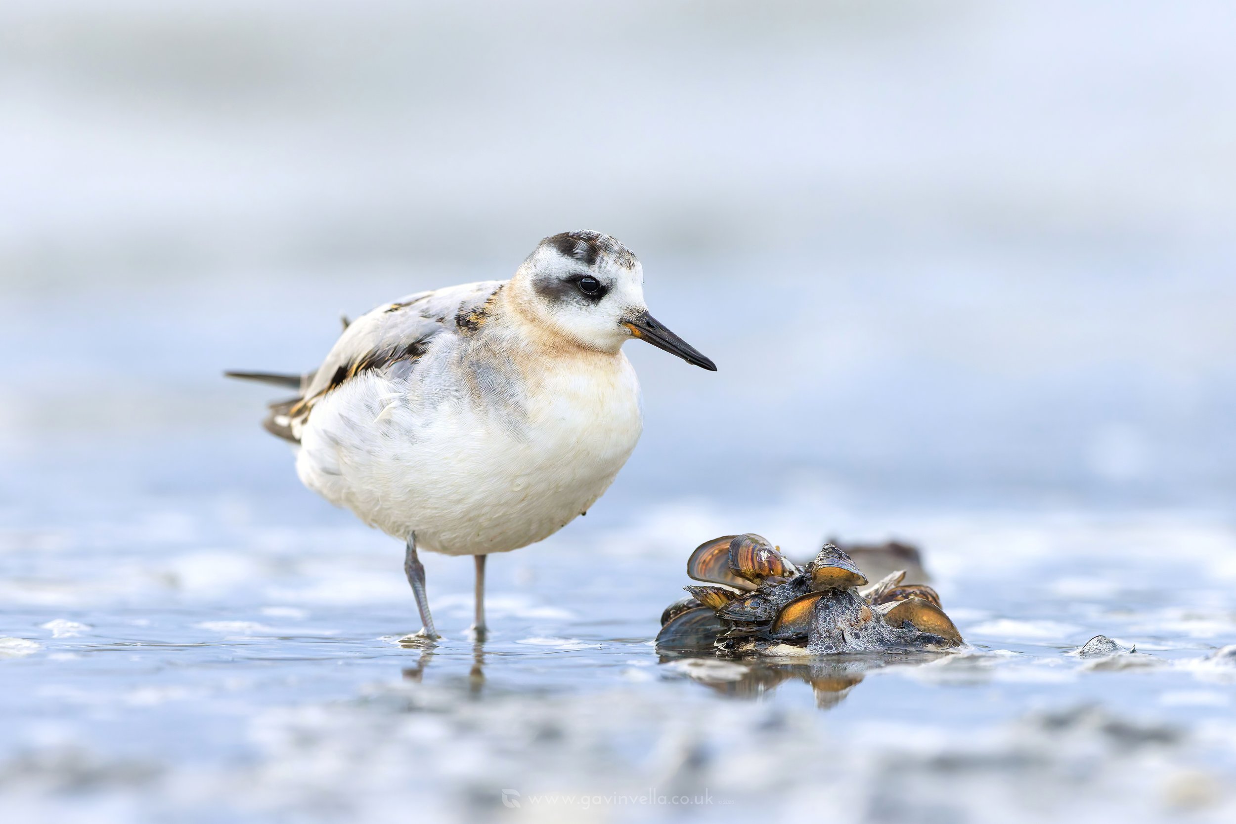 Grey Phalarope W Zebra Muscles