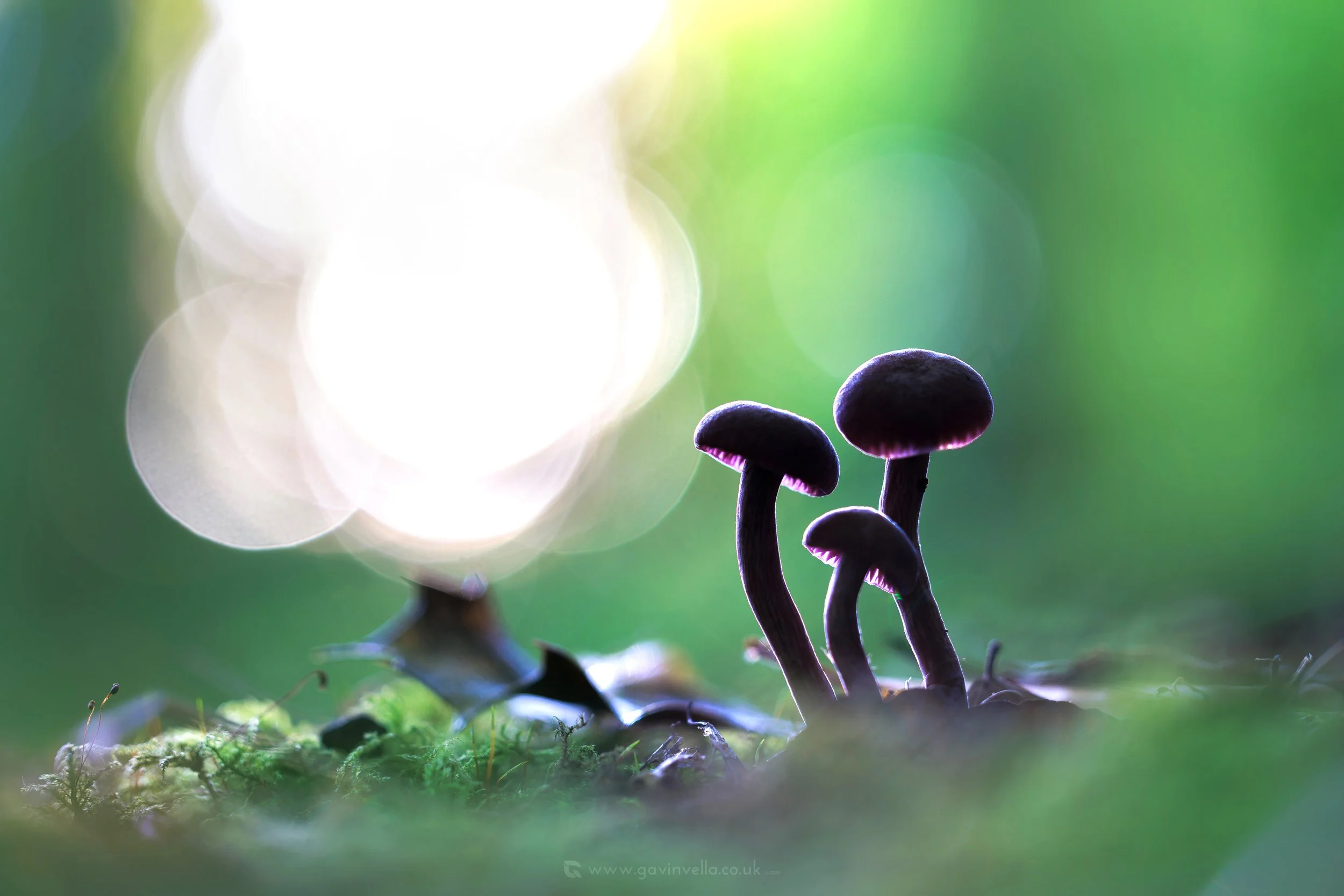 Amethyst Deceiver Sunset 