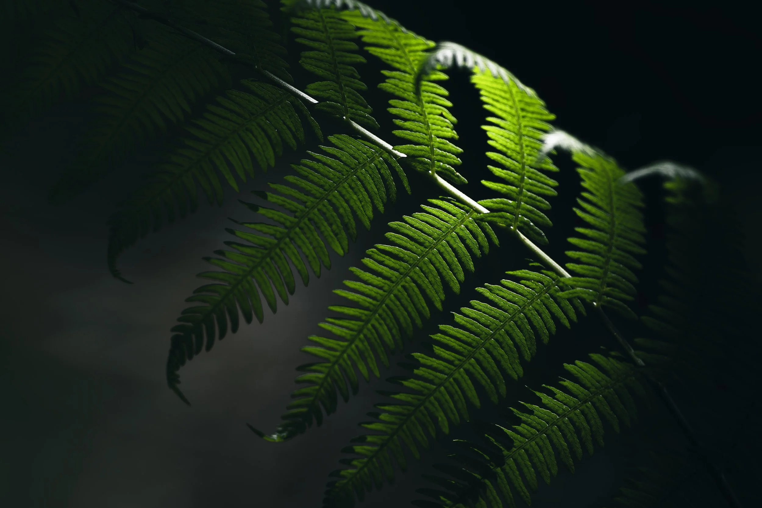 Bracken Light