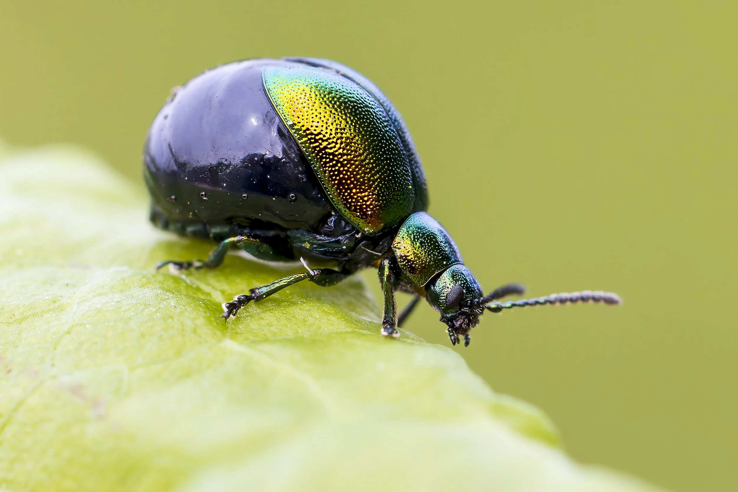 Dock Beetle Female