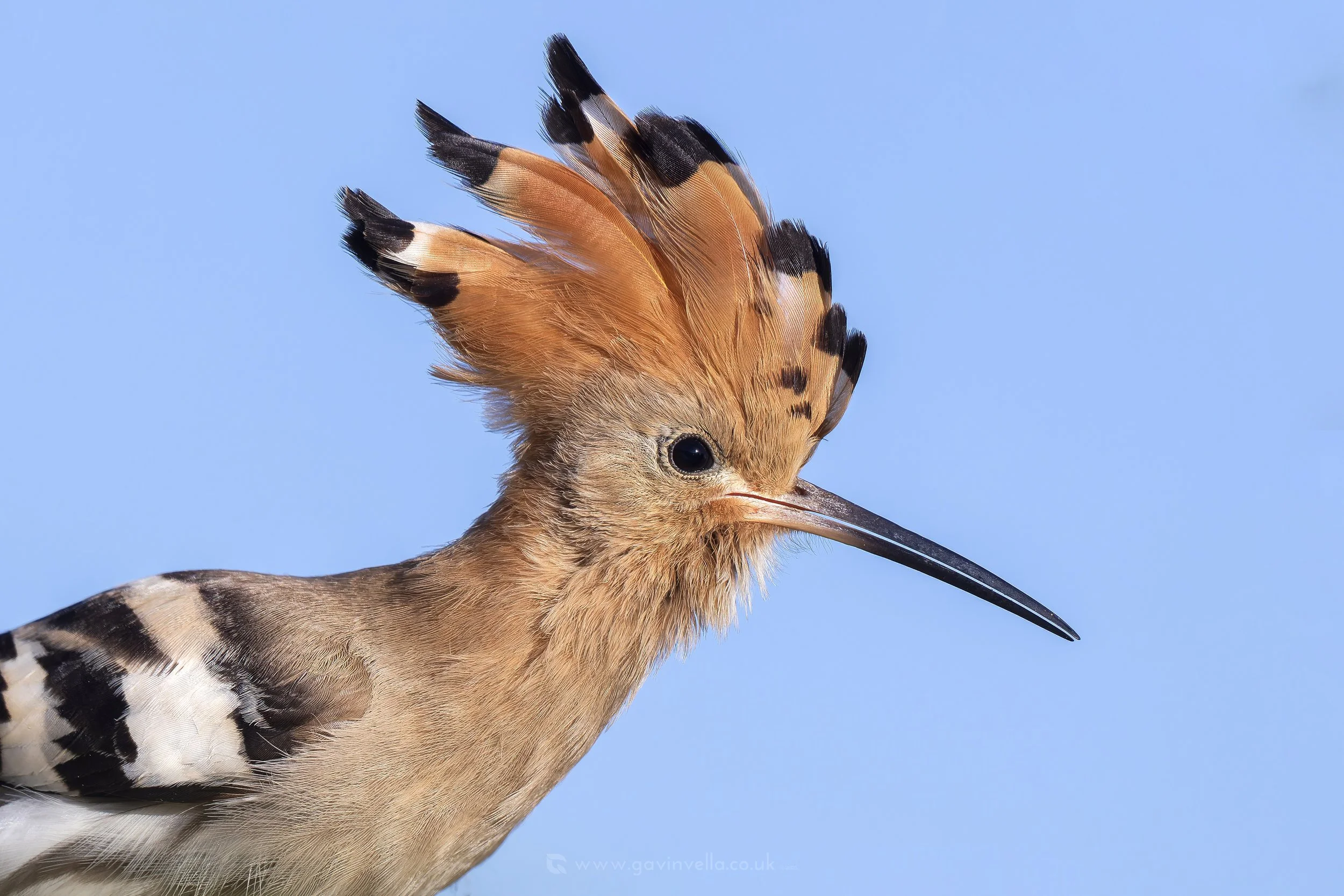 Hoopoe Sand -1Q3A0784-CR3 copy.jpg