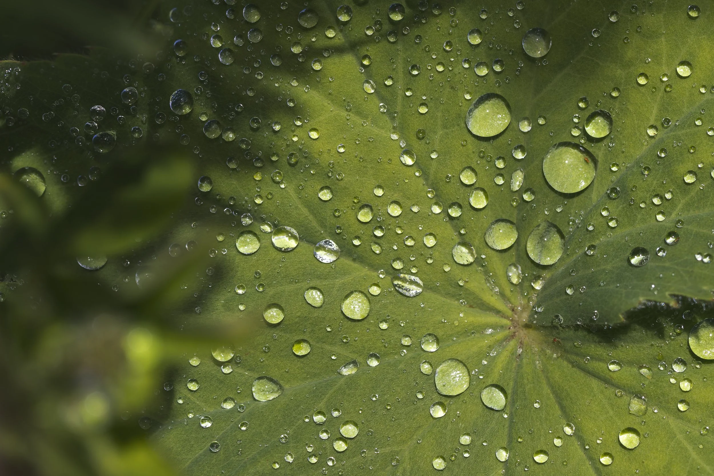 Lady's Mantle Drops