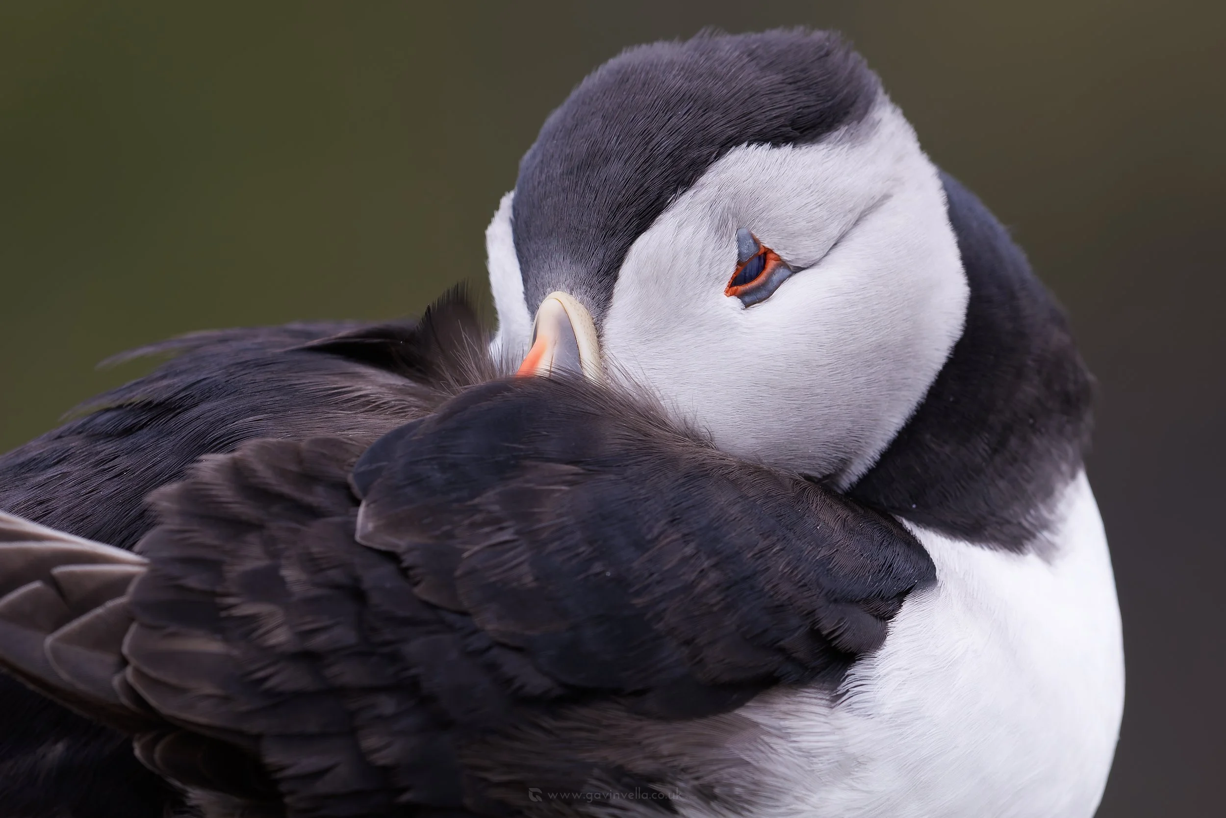Puffin Asleep