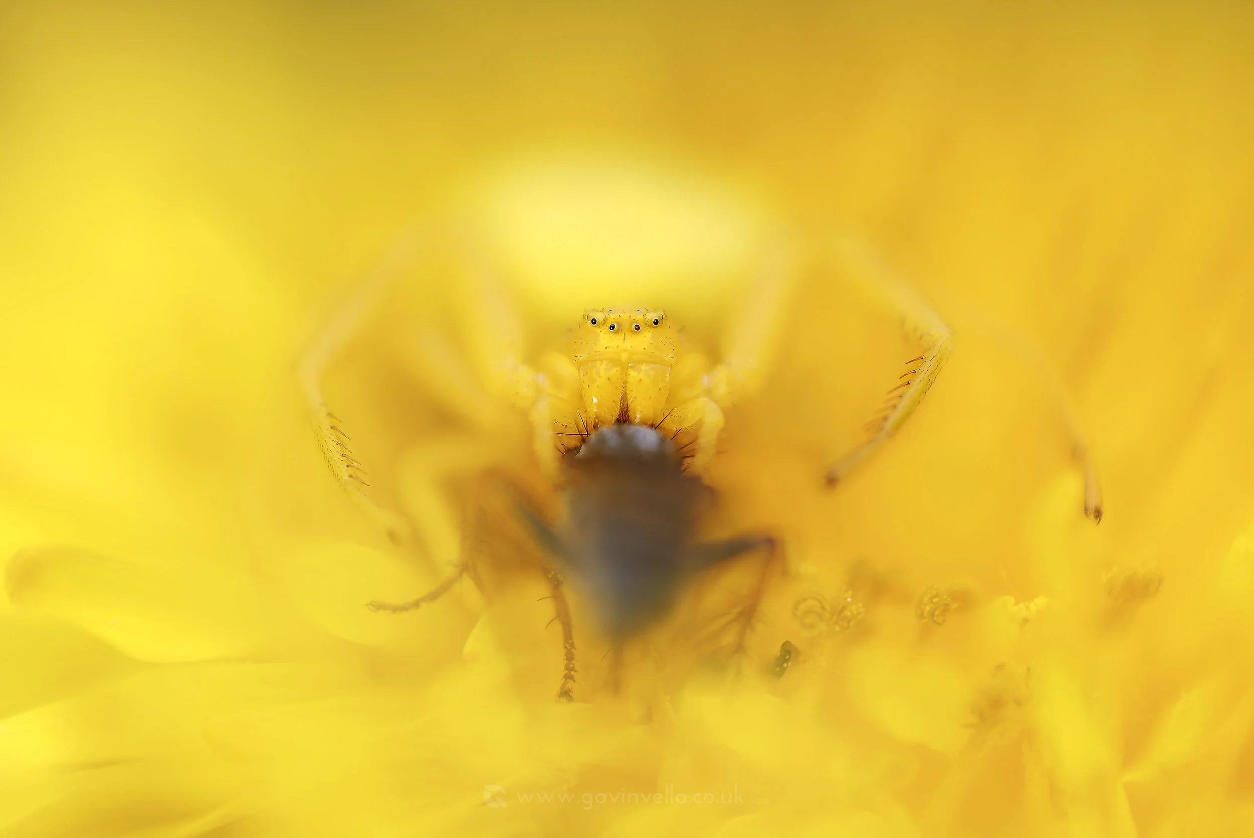 Yellow Morph Flower-crab Spider 