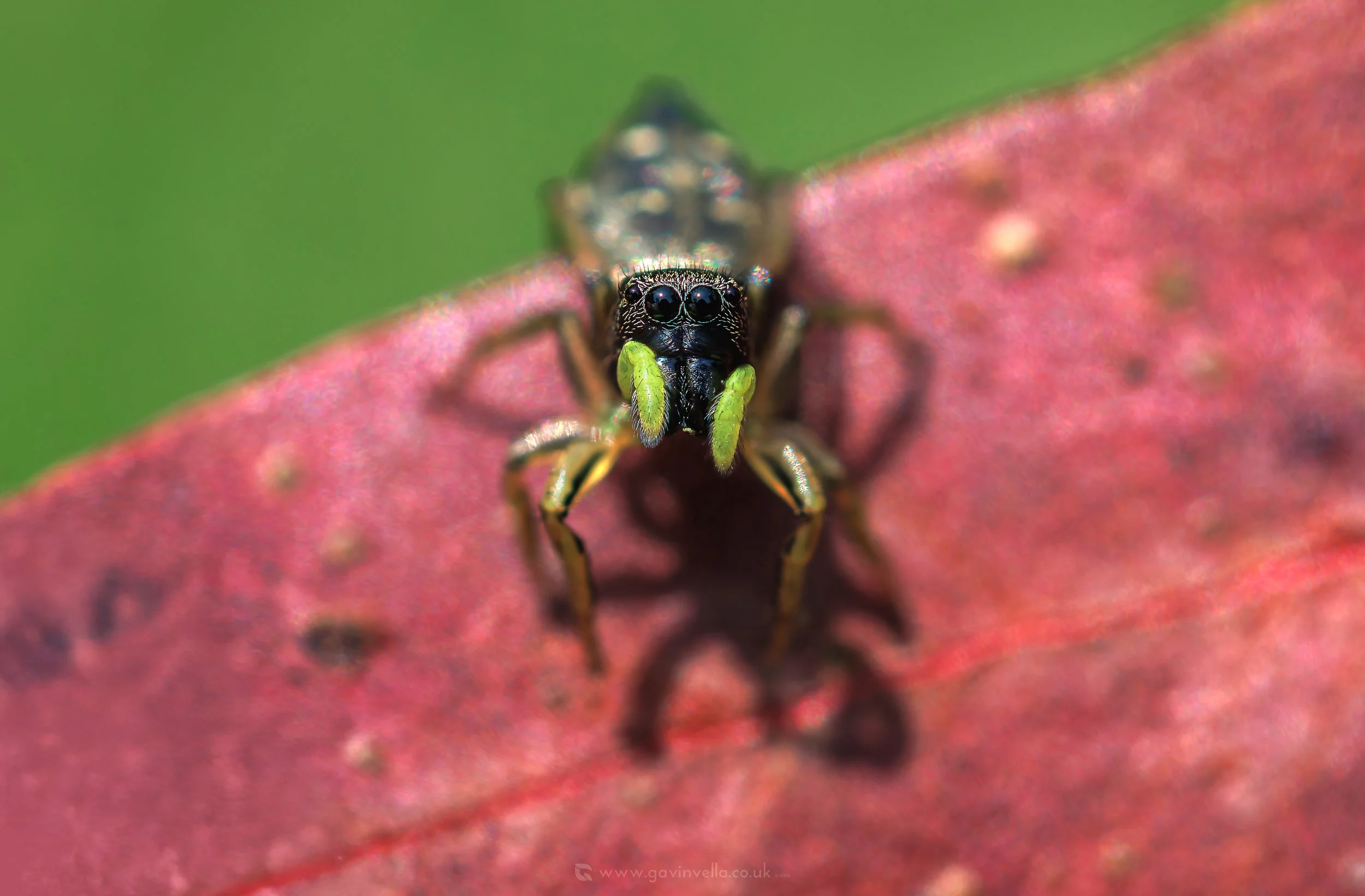 Sun Jumping Spider