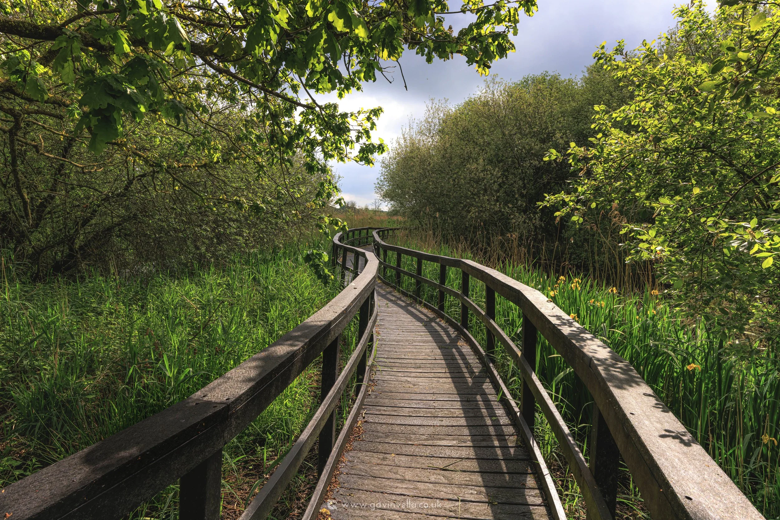 Ham Wall Walk