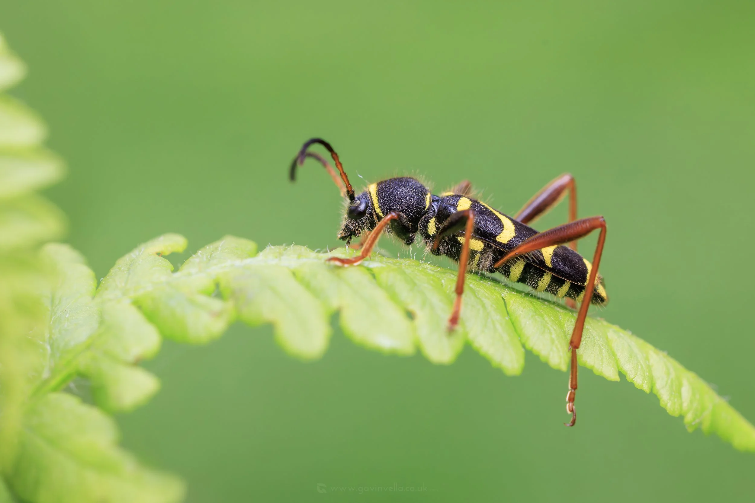 Wasp Beetle