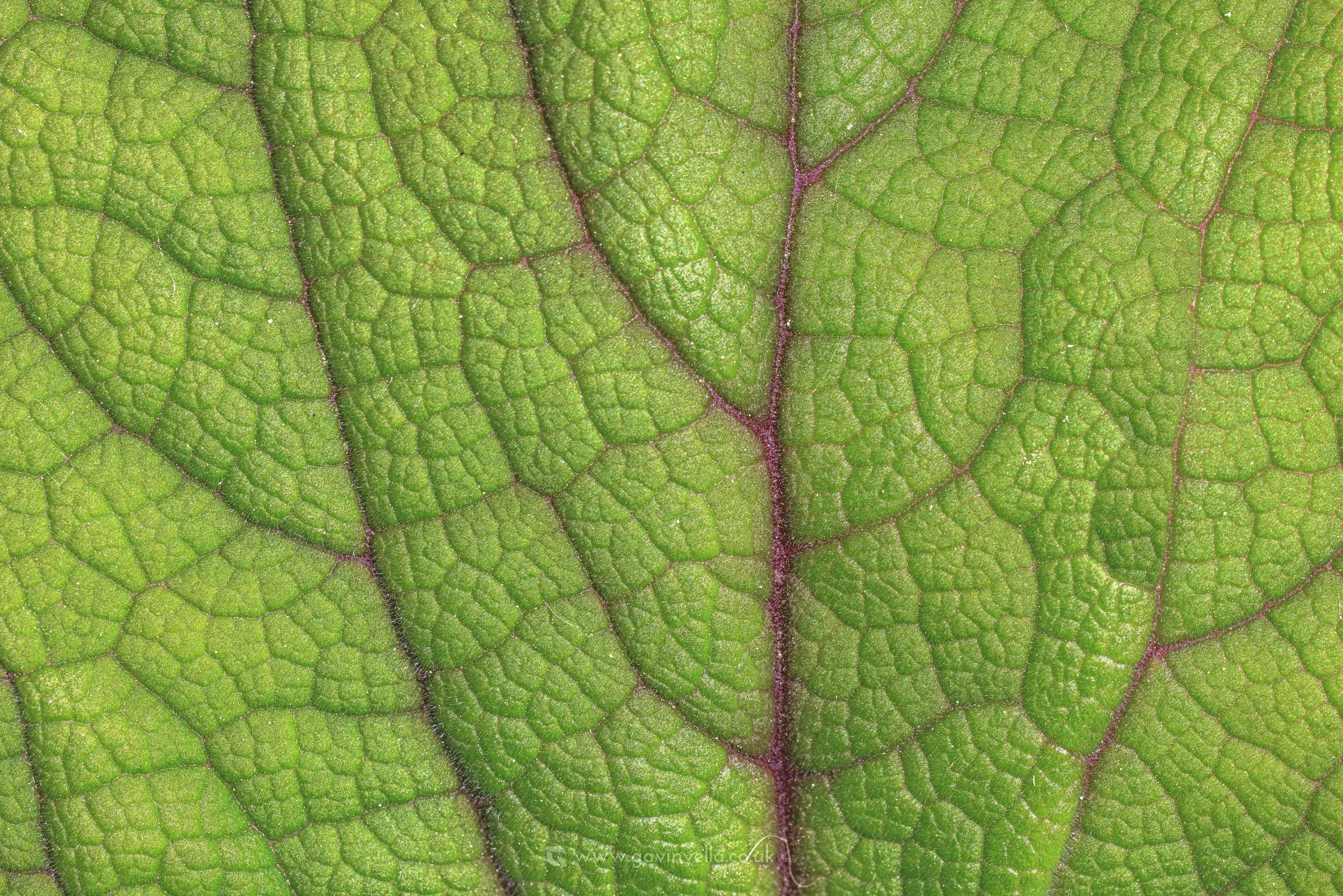 Foxglove Leave