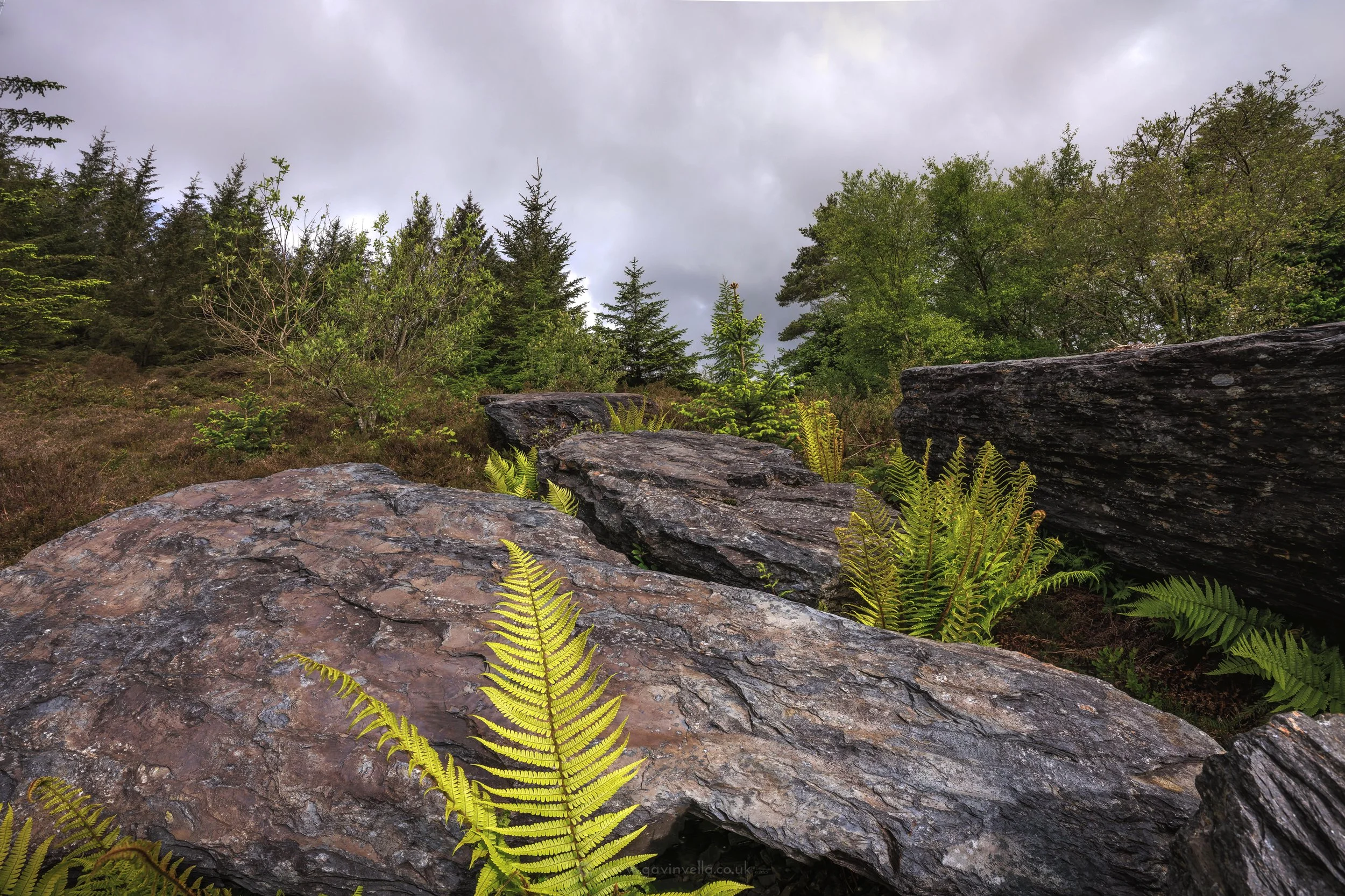 Slate Quarry Ferns