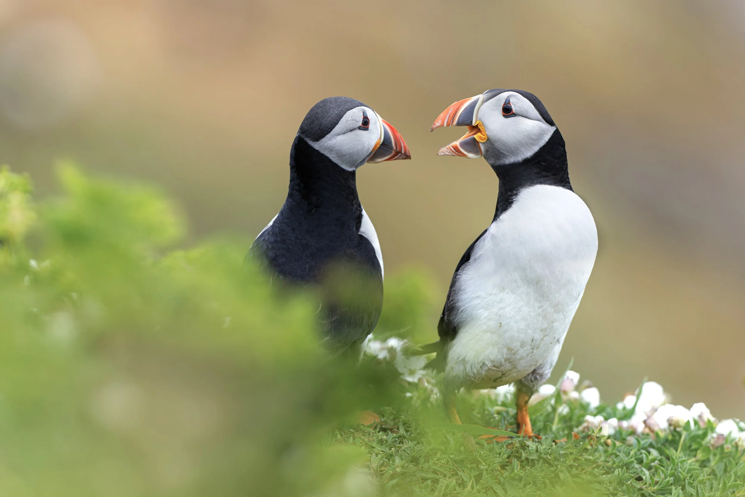 Puffin Talk
