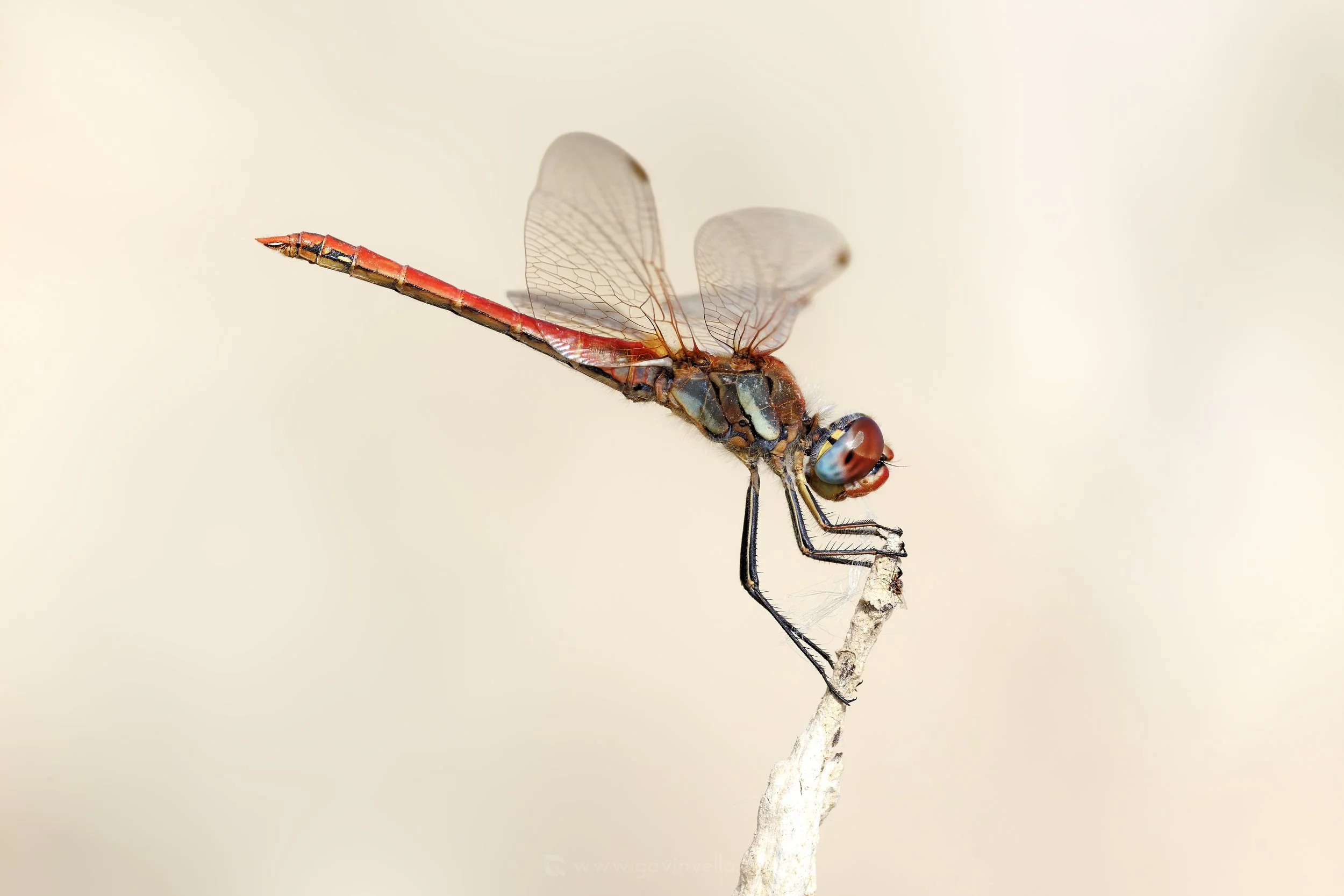 Red-Veined Darter Male W_Q3A4200 copy.jpg