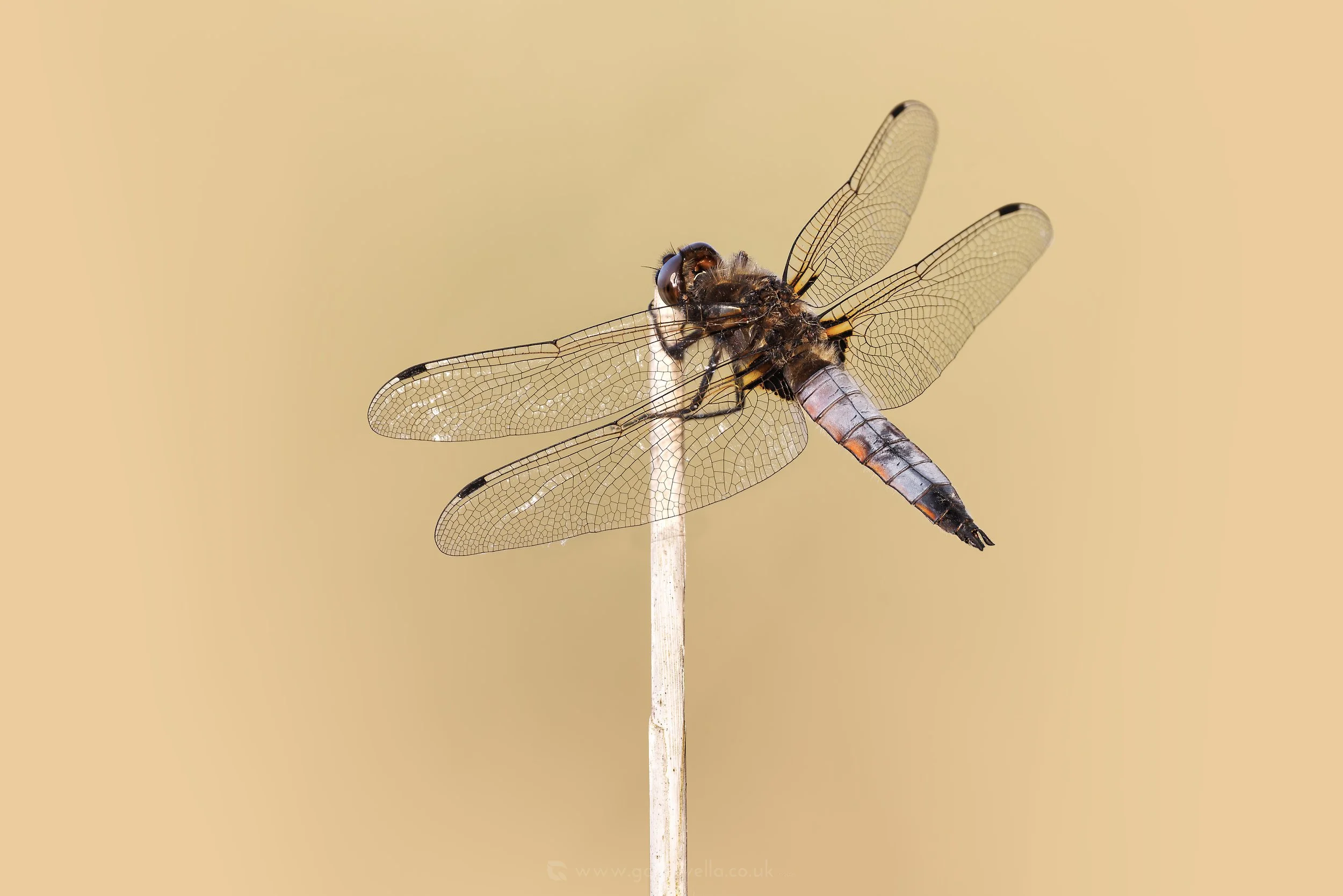 Scarce Chaser Male