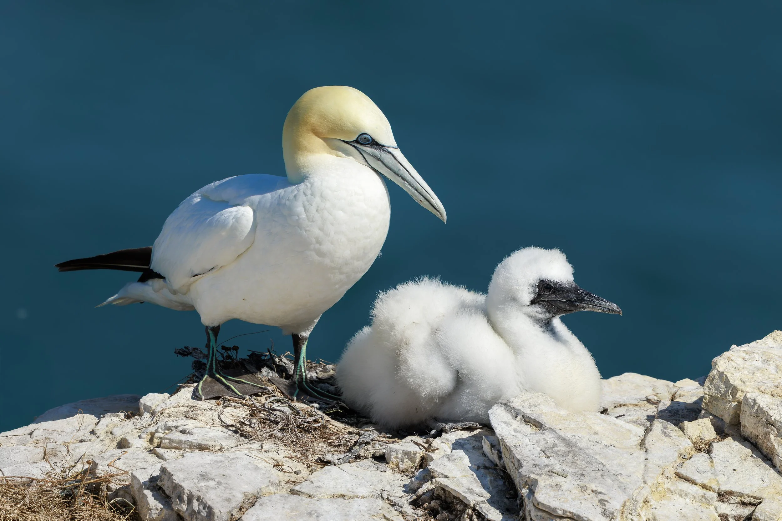 Gannet with Chick