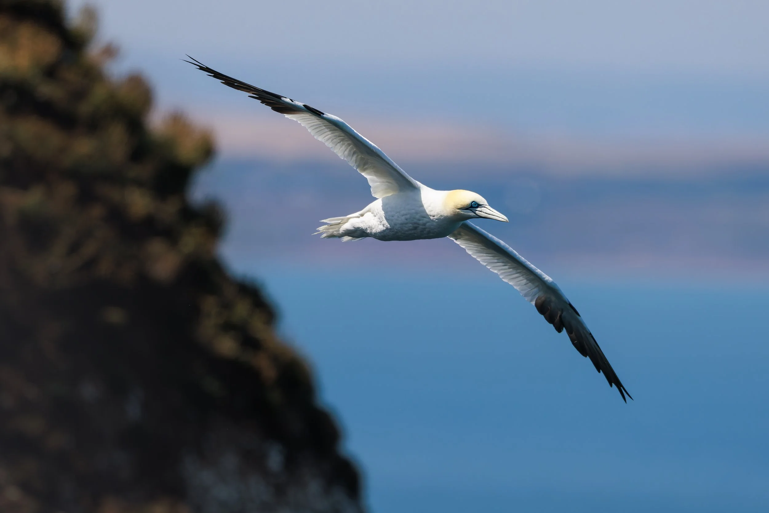 Gannet Flight