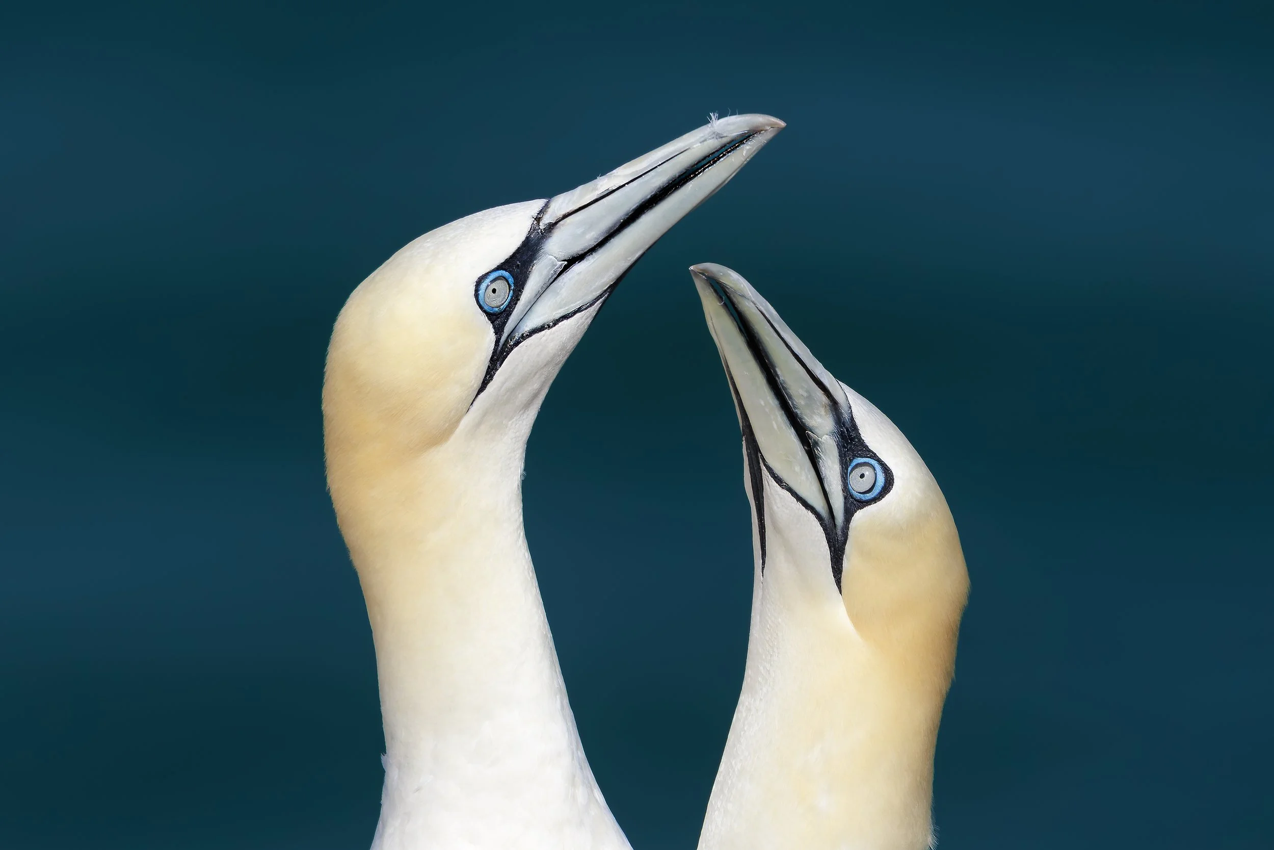Gannet Head Display 