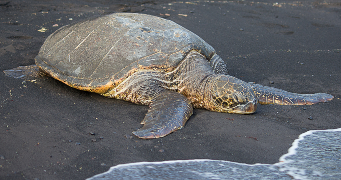 Hawaiian Green Sea Turtle