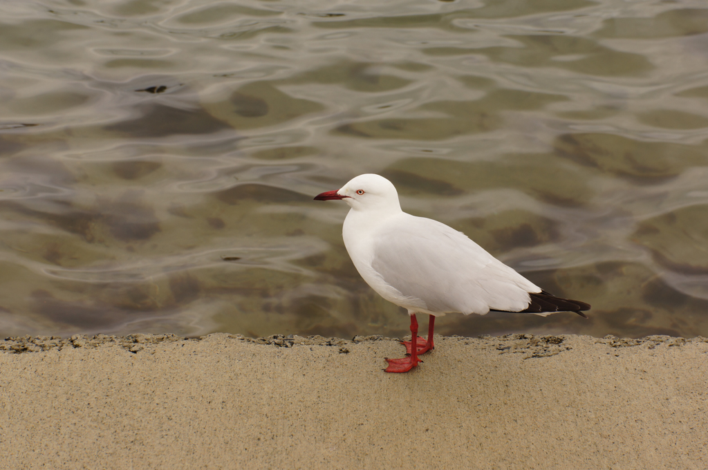 Friendly local!