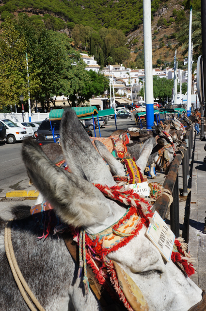 DSC07716.jpg