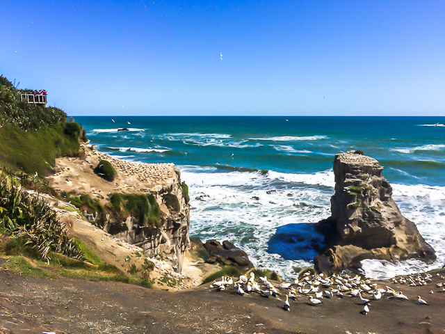Muriwai Gannet Colony