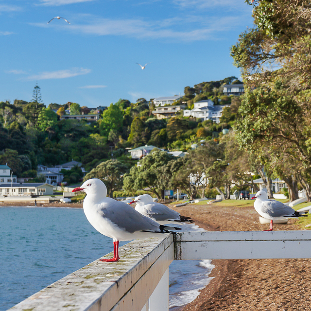 Some friendly locals also waiting for the sunset!