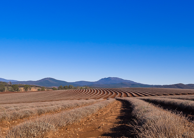 Just imagine what this would look like with the lavender in bloom! That’s Mount Arthur in the background