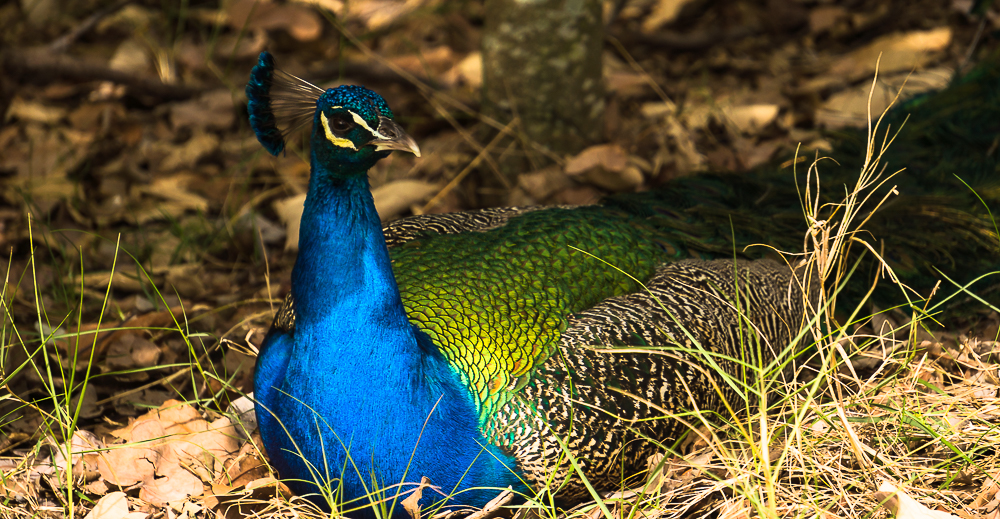 Resting male