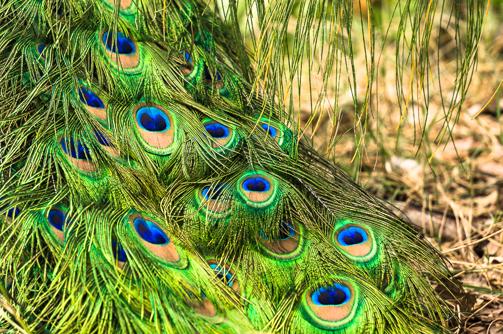 Their plumage is amazing, the colours so vibrant