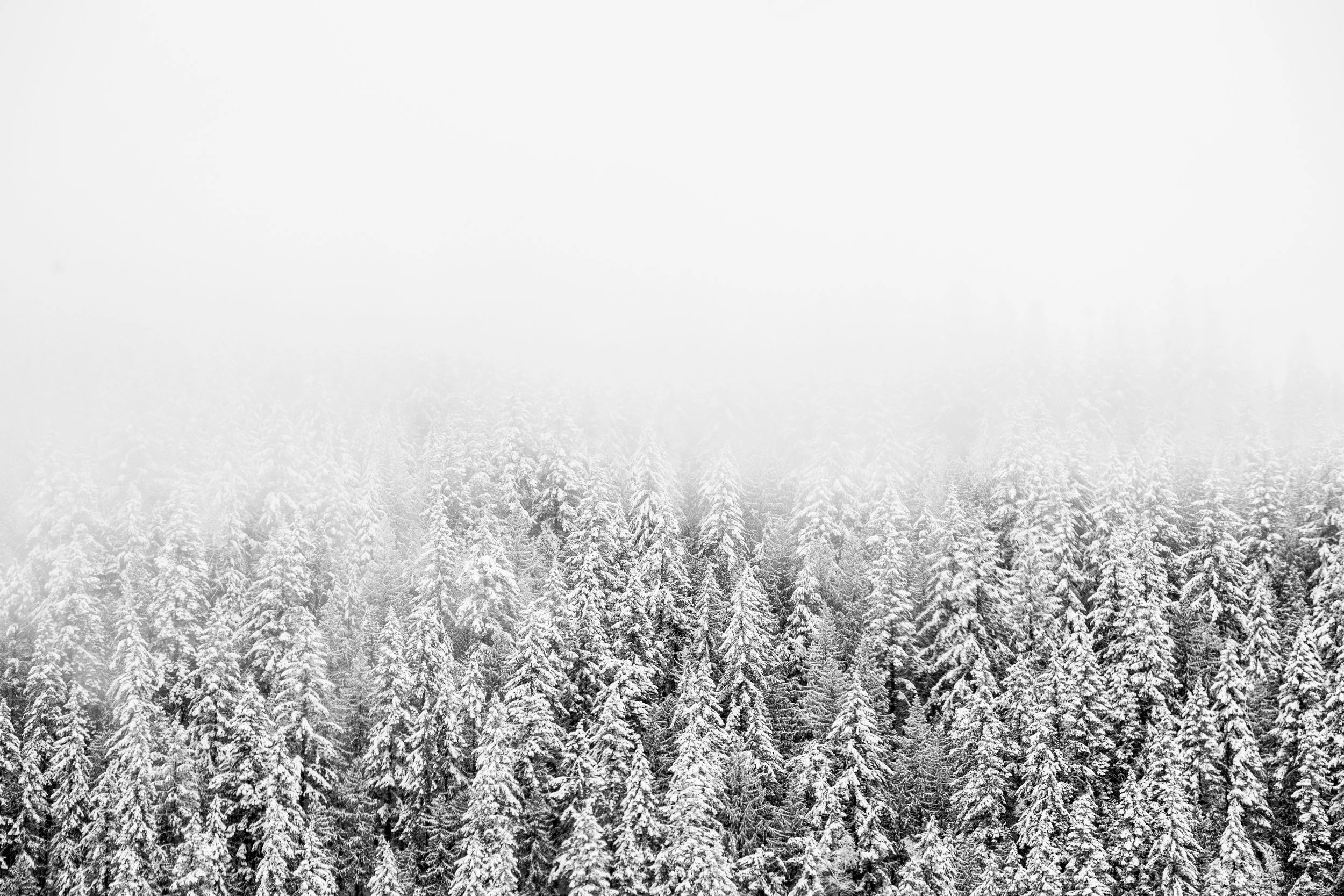 The snow was deep and I kept starring at the trees. 