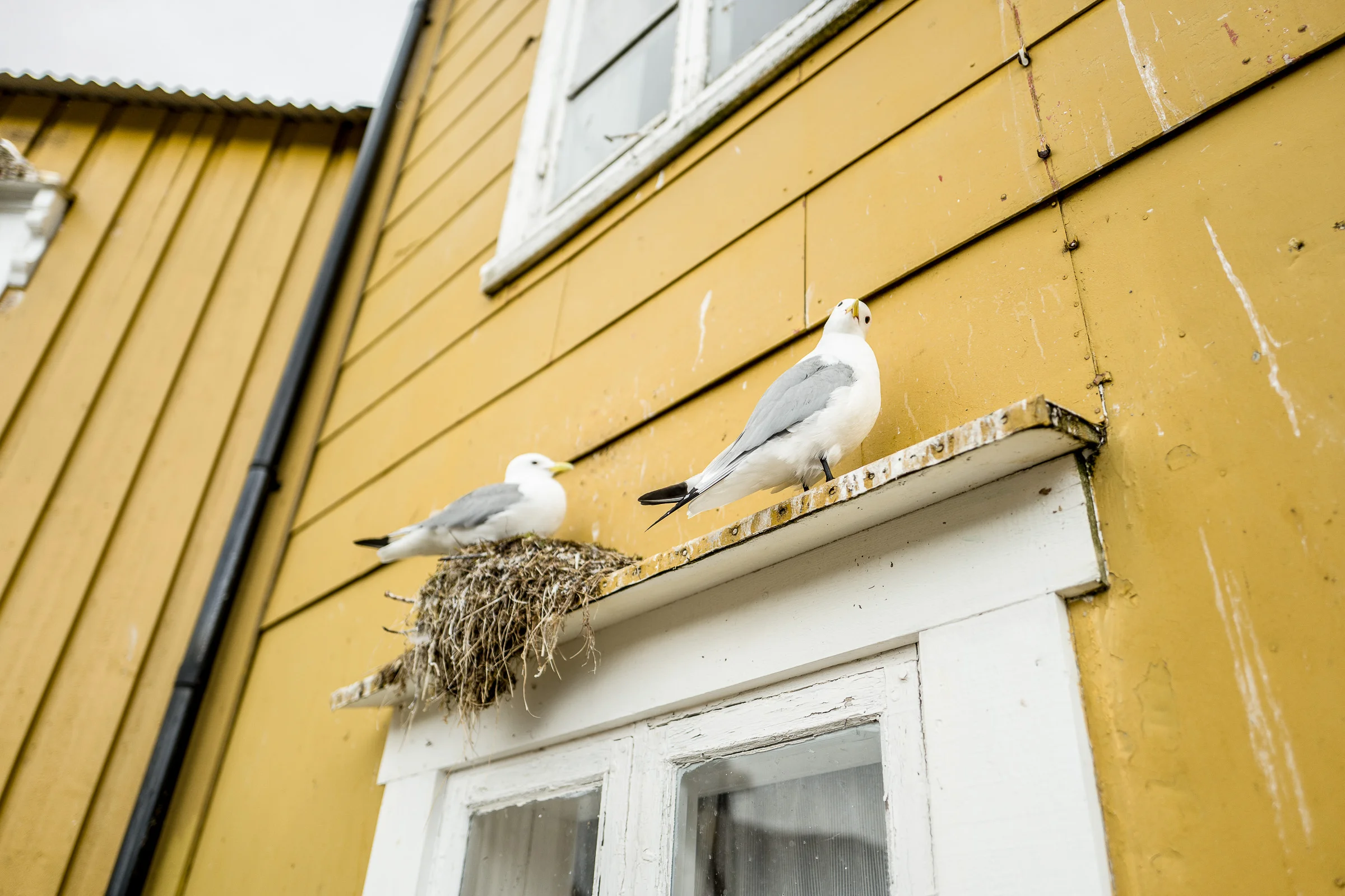 best-of-lofoten_small-223.jpg