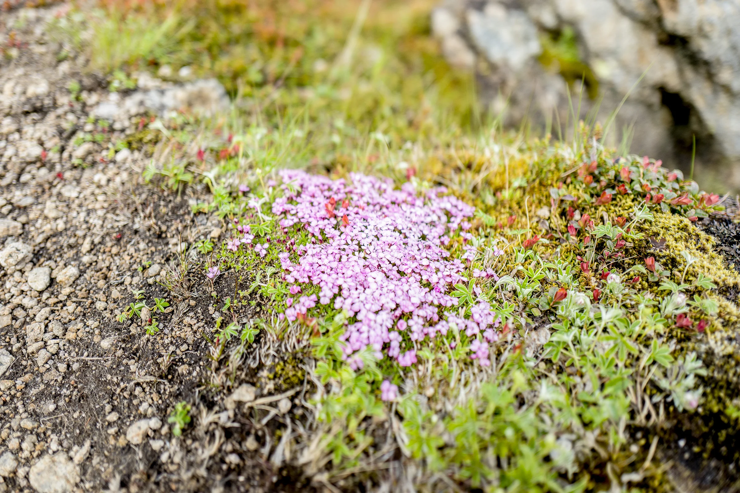 best-of-lofoten_small-278.jpg