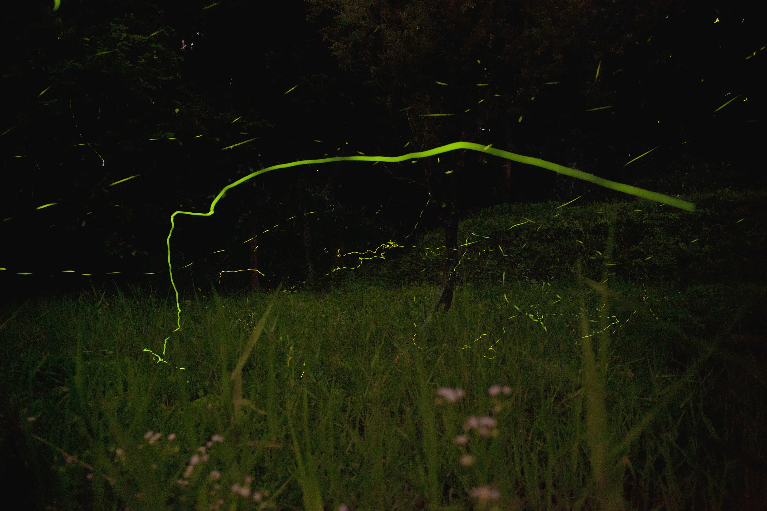 long exposure of the fireflies in Nakanojo