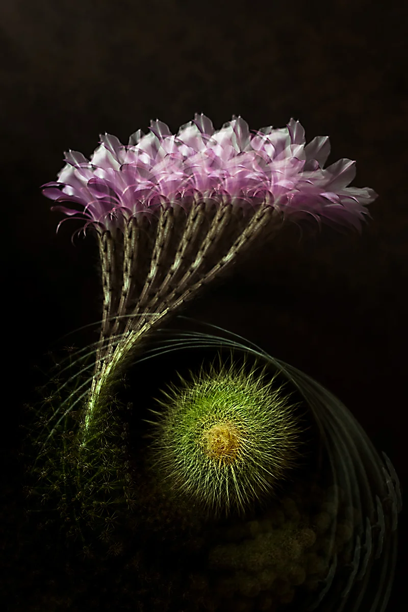CACTUSFLOWER.jpg