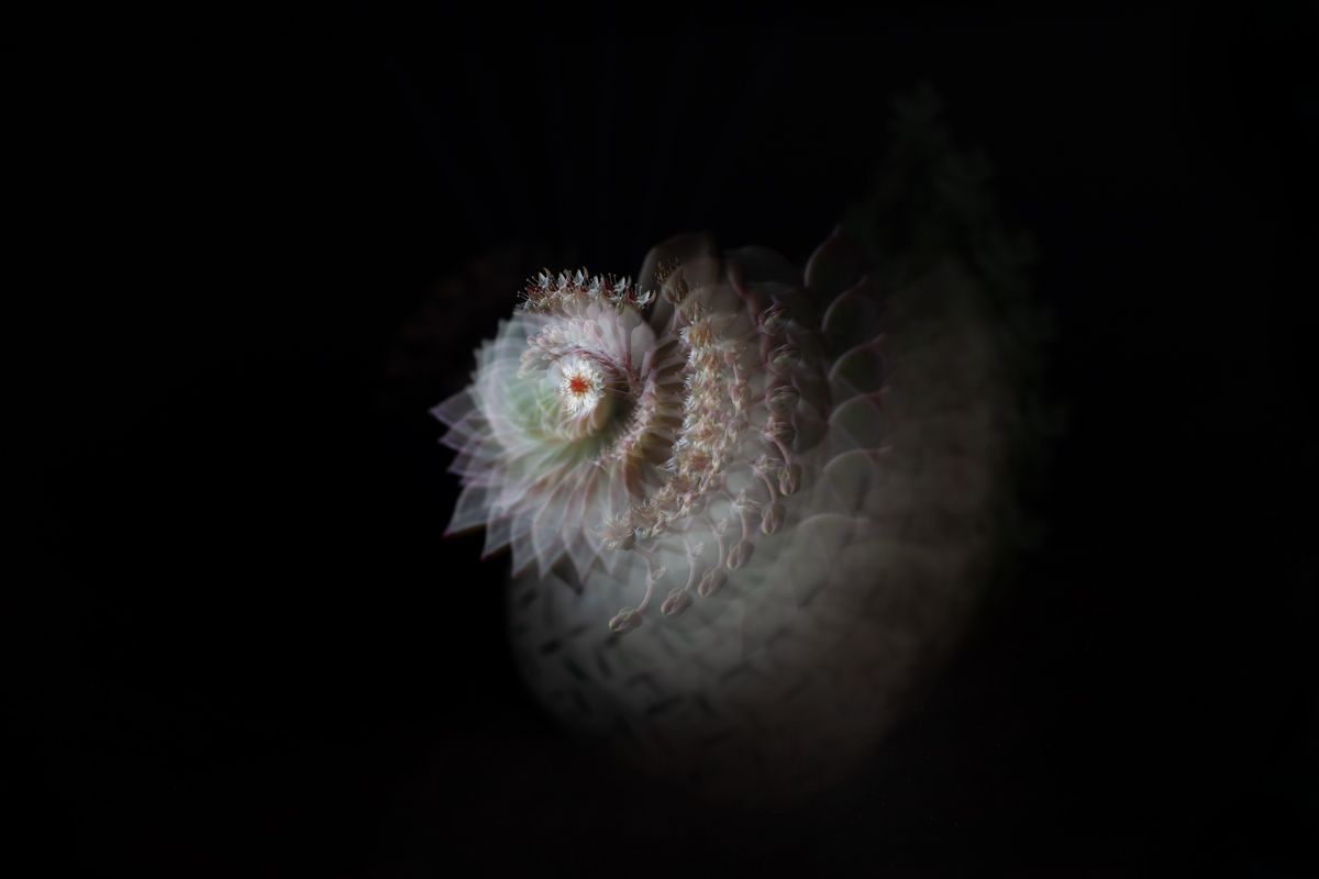 DSC_2687.jpg