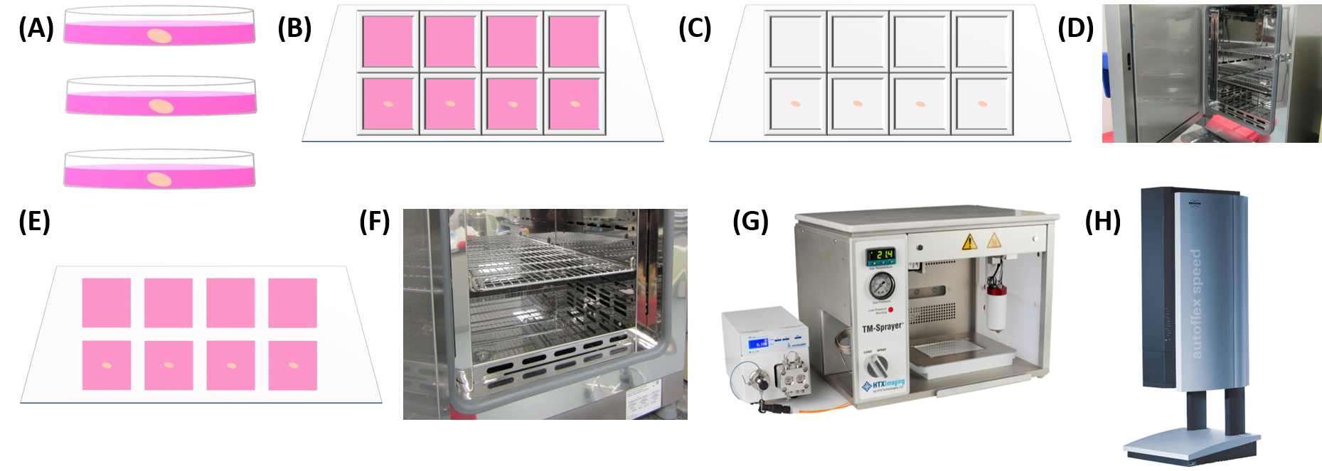 Figure 1. Overview of work-flow for MALDI-MSI. (A) Ovaries from 16-18 day old female mice were extracted and maintained in warm media. (B) Ovaries are separated from bursa and halved immediately prior to plating. Explants are placed in the center of half of the wells of the 8-well chamber mounted to an ITO-coated glass slide. (C) 300 μL of various cell cultures prepared in 1% agarose are plated in each well. Each cell type was plated with an ovarian explant and as a pure cell culture. (D) The entire slide was covered with a lid and incubated for 4 days at 5% CO2 and 37°C. (E) The 8-well chamber is removed. The 1% agarose 3D cell cultures maintain their shape, ensuring that the cultures do not come into contact with one another. (F) The slide is dried in a 37°C oven for 4 hours and is rotated 90° every hour, resulting in flat and secure agarose plugs for sampling. (G) Slides were sprayed with matrix using the HTX TM-Sprayer. (H) Slides were imaged using a Bruker Autoflex MALDI-TOF MS.