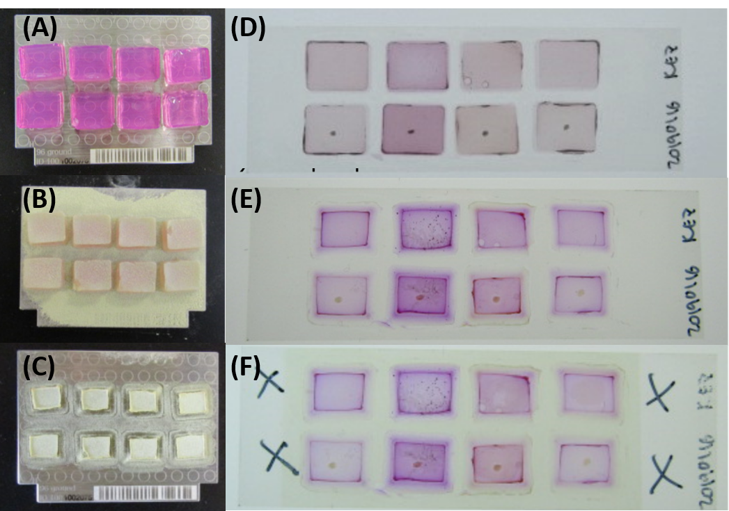 Figure 2. (A) Samples post-incubation; (B) Samples after sieved matrix application; (C) Samples postdesiccation; (D) Samples post-incubation; (E) Samples post-desiccation; (F) Samples after sprayed matrix application.