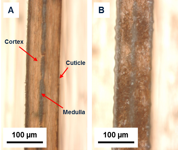 Figure 1. Optical images of hair samples before and after matrix deposition. (A) Longitudinal sectioned hair sample prior to matrix application showing the center of the hair sample. (B) Hair sample following matrix application showing the homogenous crystal coverage.