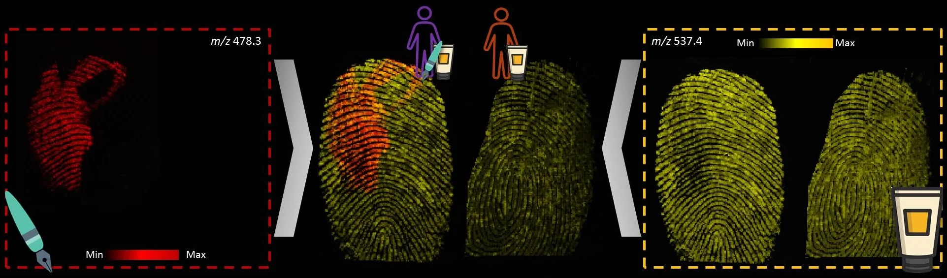 Figure 2. MALDI MSI analysis of fingerprints was able to distinguish between Subject 1 who used both a blue ink pen ( m/z 478.3) and hand lotion ( m/z 537.4) during the day versus Subject 2 who only used hand lotion ( m/z 537.4).